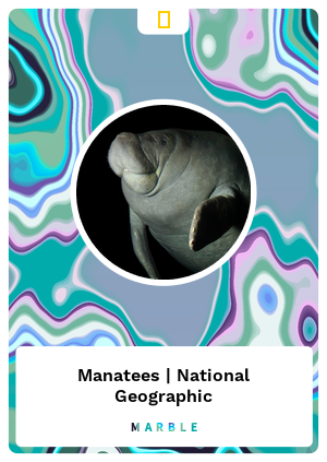 Manatees | National Geographic