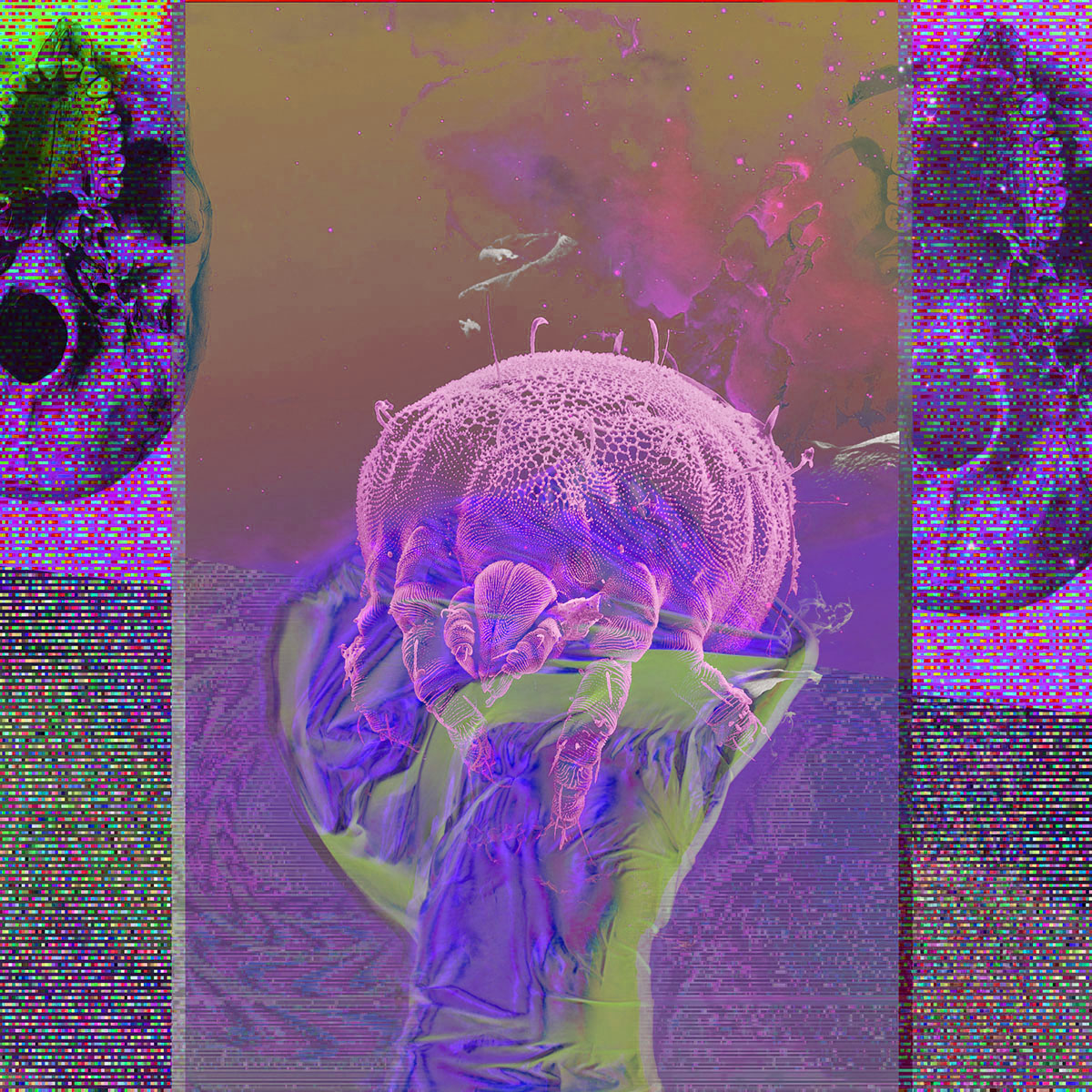 Mite