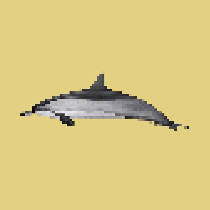 Dolphin