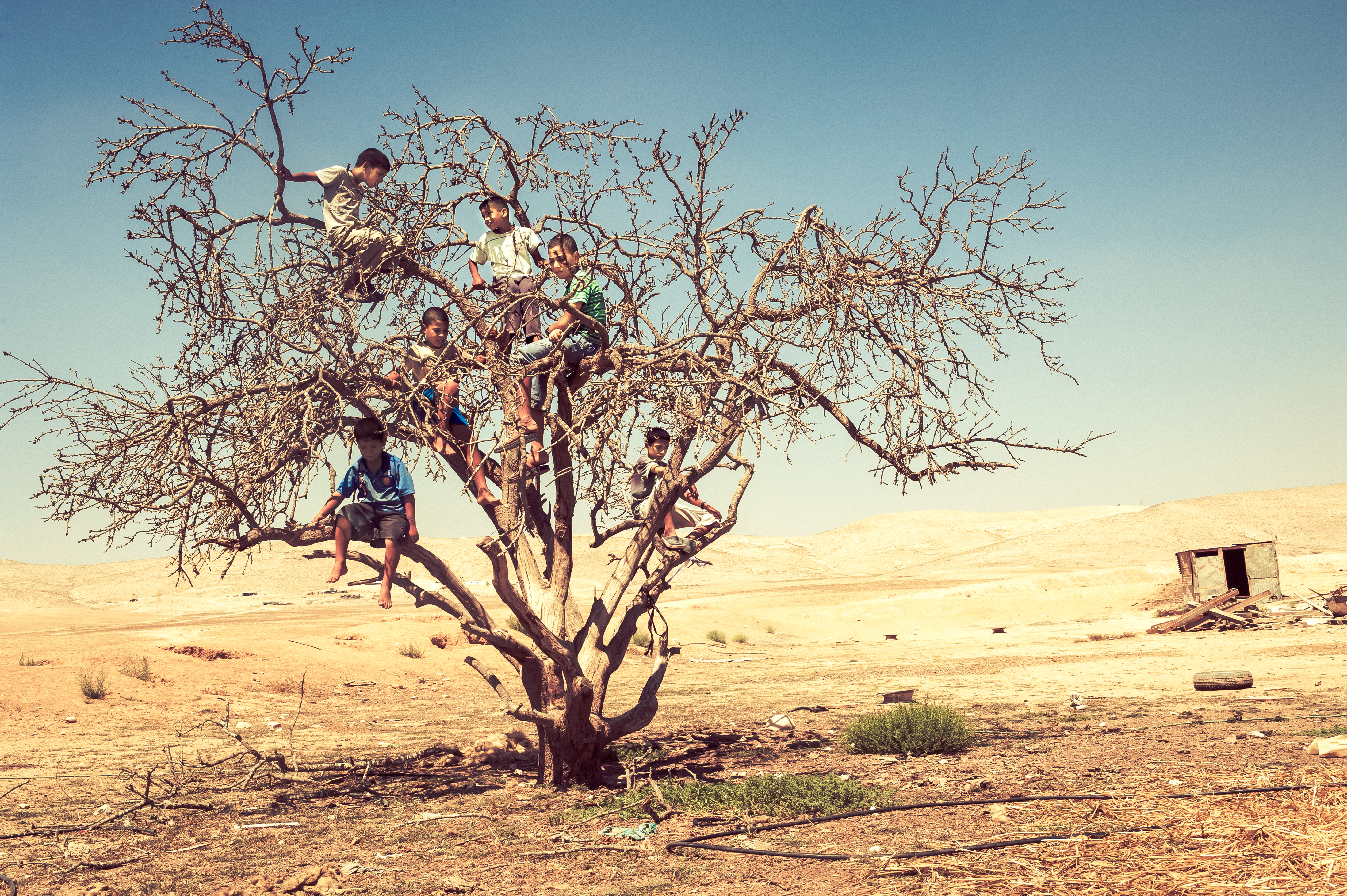 Photography: A Tree Older Than Israel
