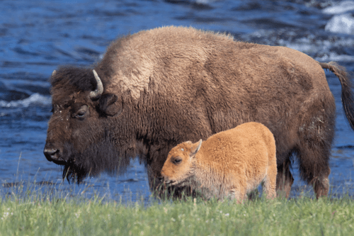 Balance #50 Bison 