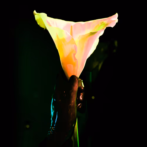 BUTTERCUP