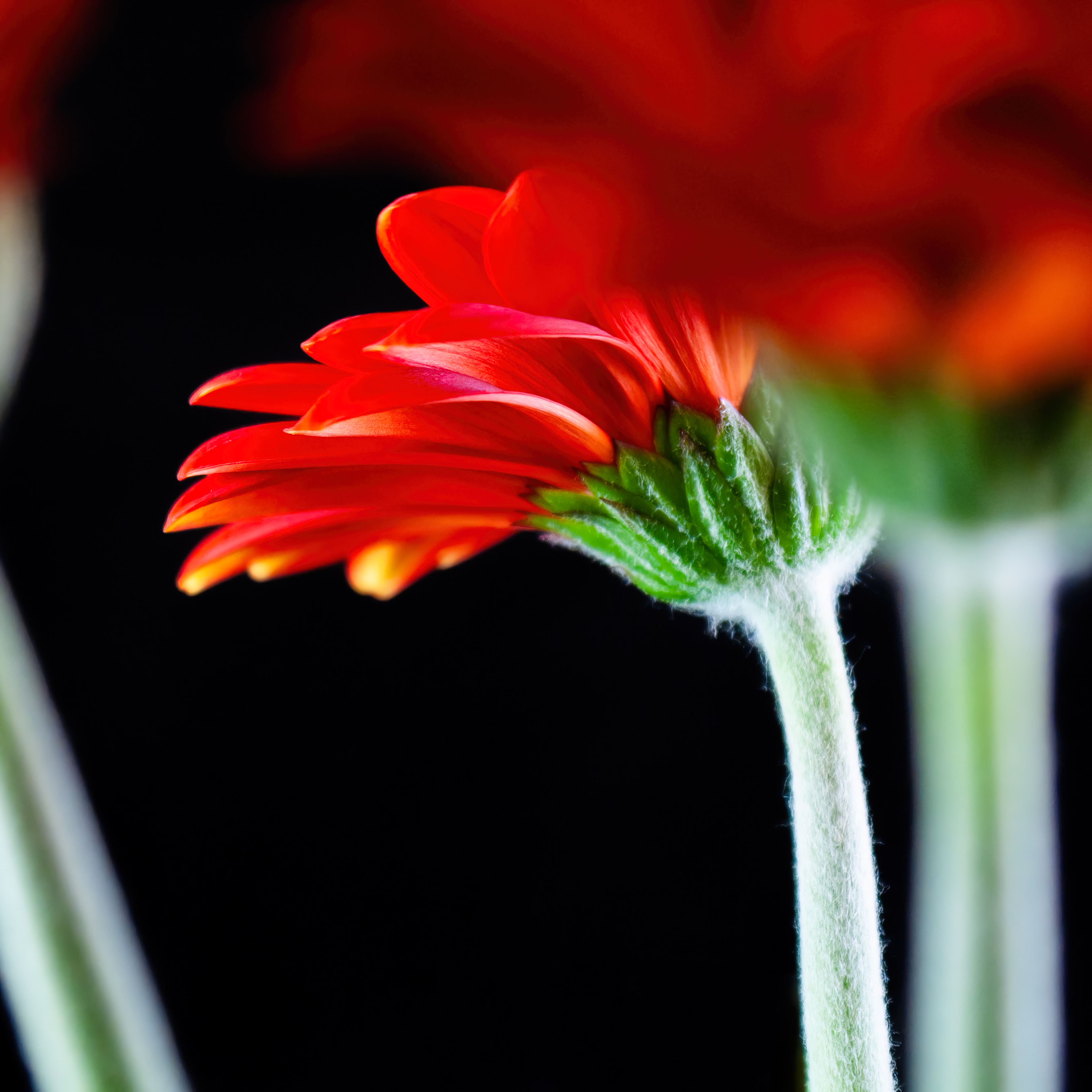 A Fresh Perspective