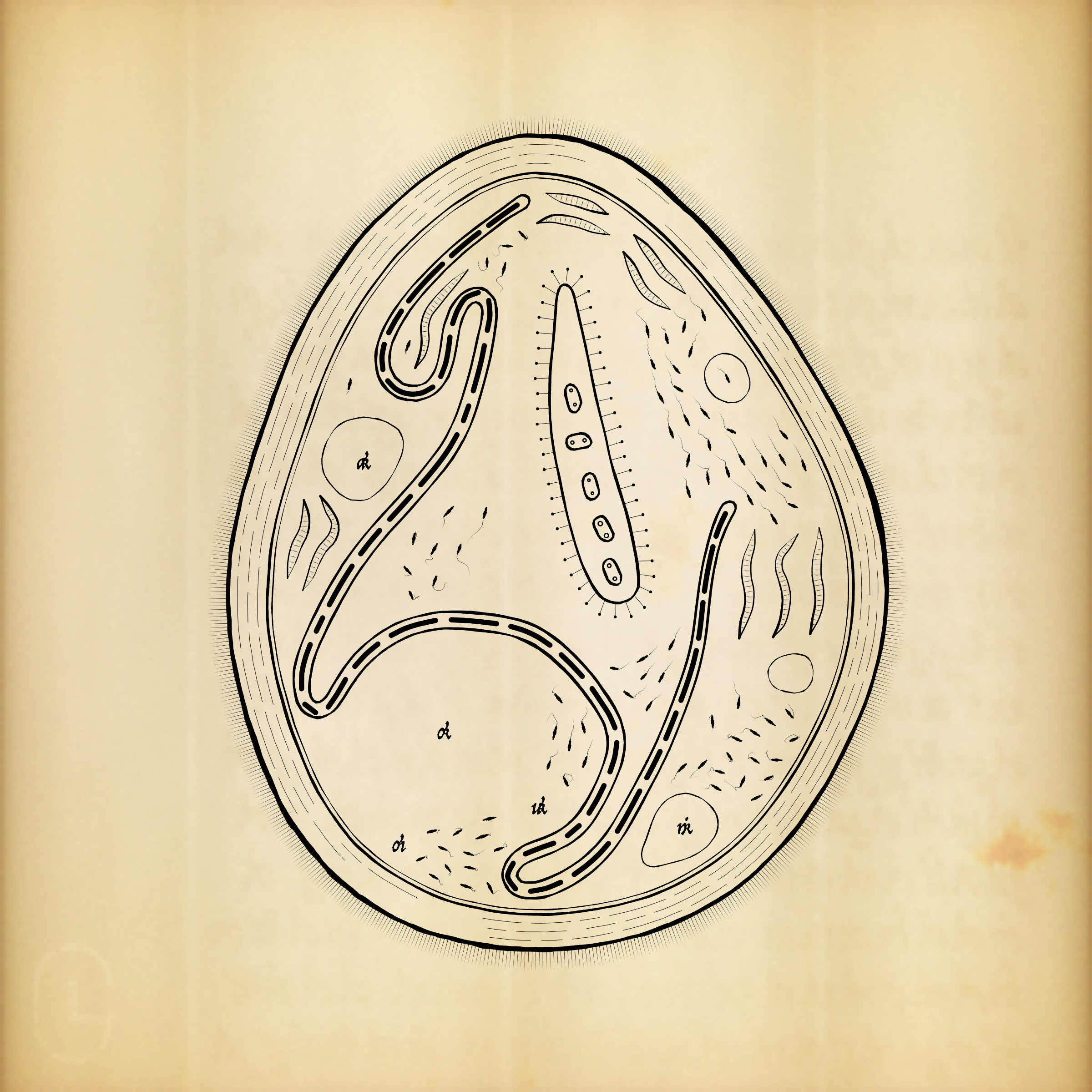 Cytographia #364