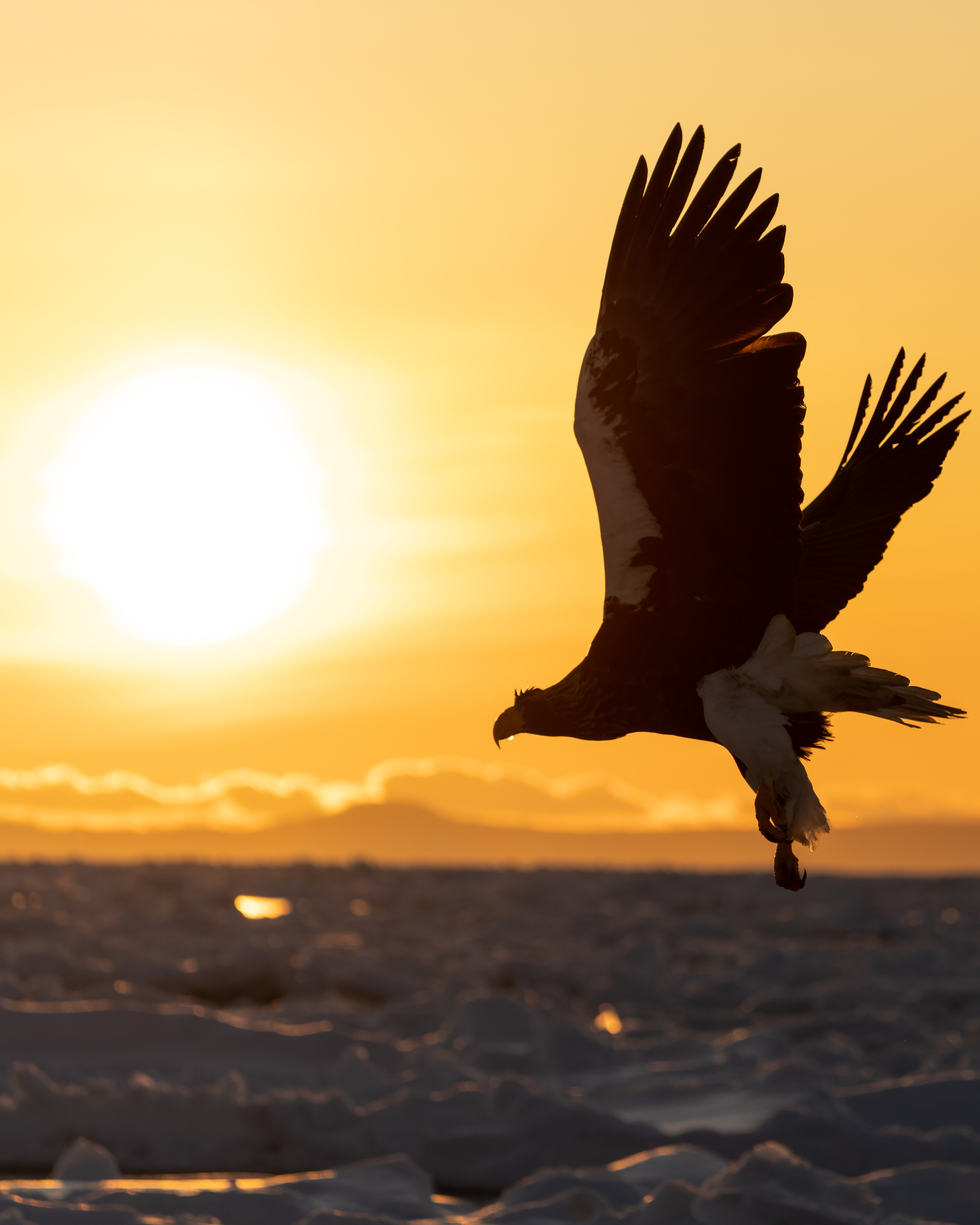 Flight to the morning glow