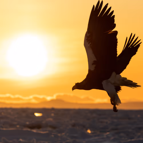 Flight to the morning glow