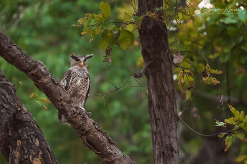 The Wise Owl