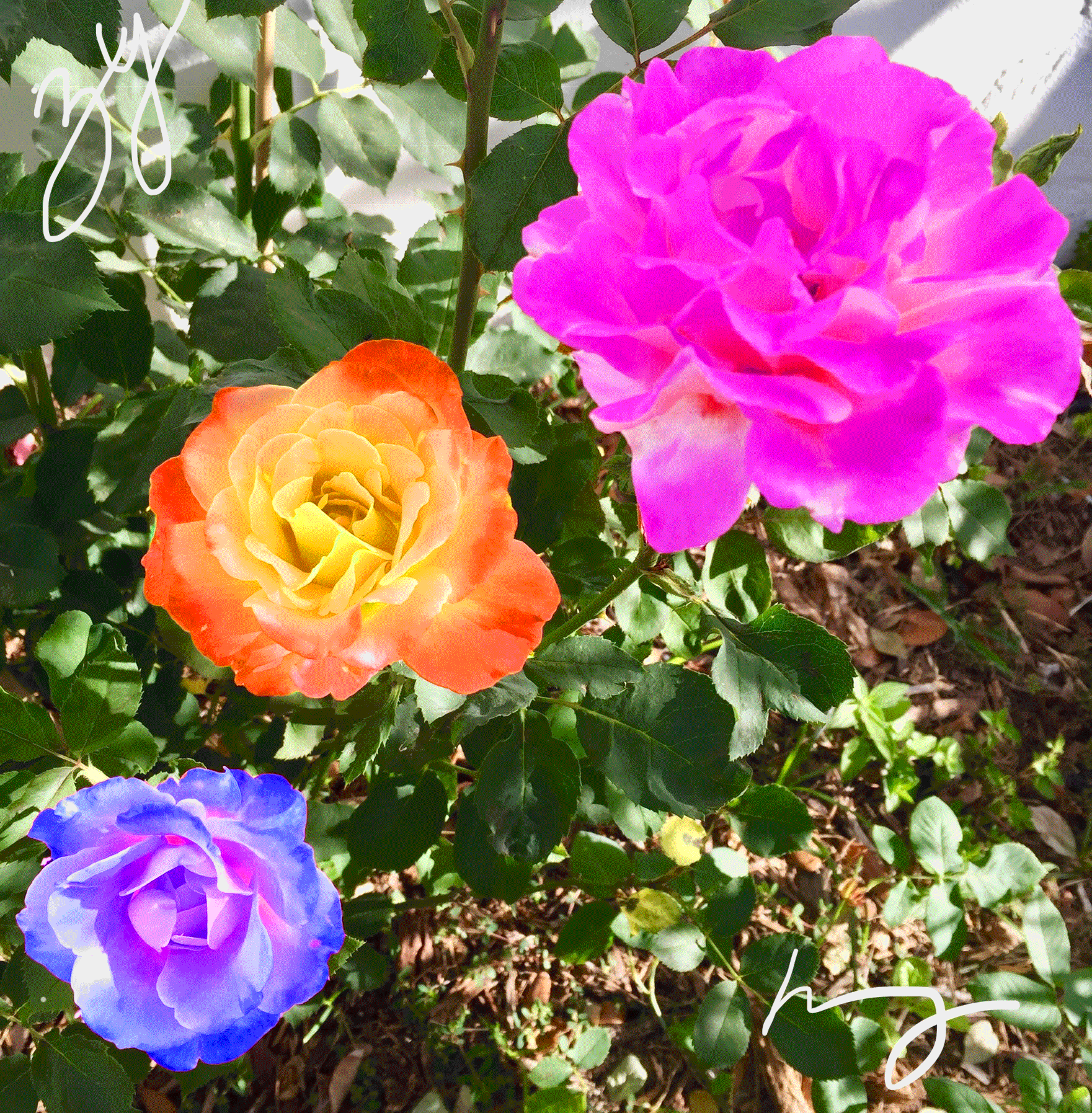 wEEkEnd bEauty - collaboration with my father 