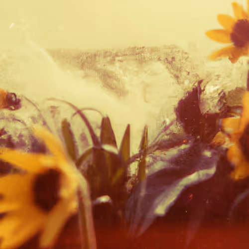 Tsunflower Chaos #72