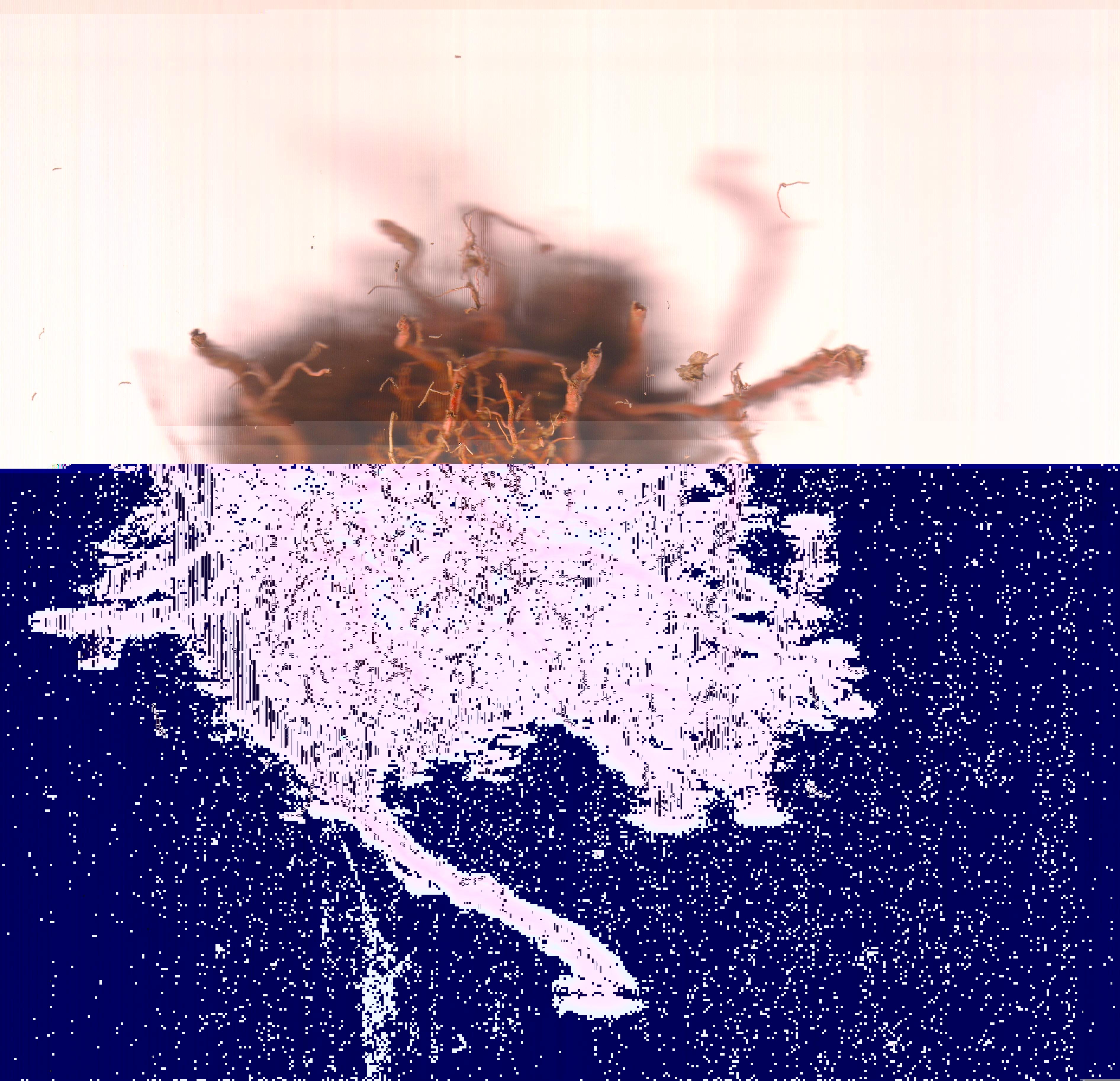 Blorgg Honklorph Malfonxia m[1]