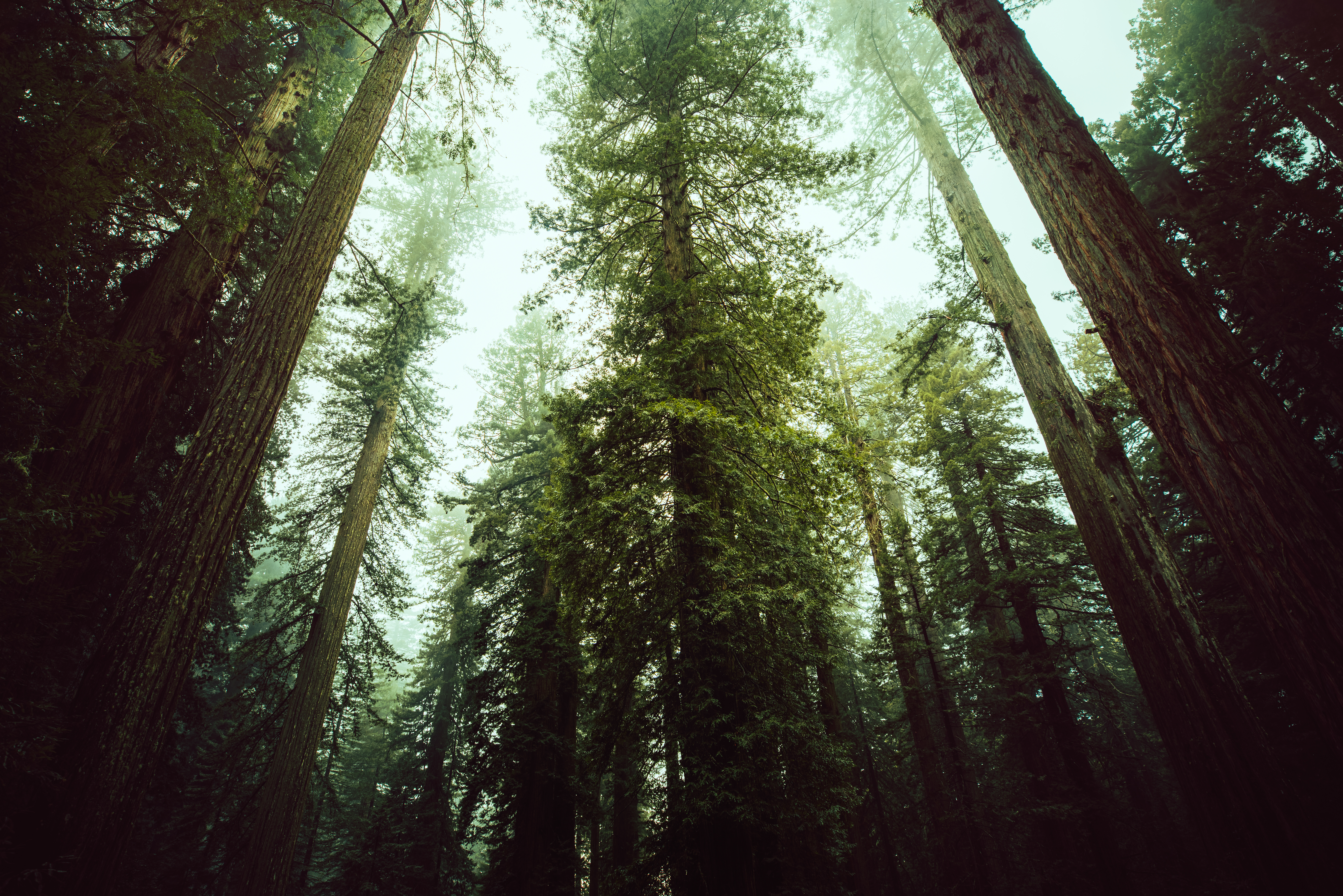 The Trees Hear Us