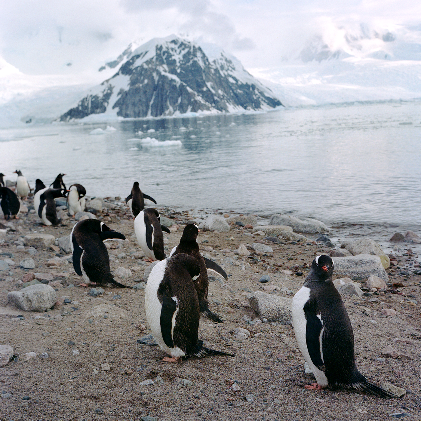 Antarctica