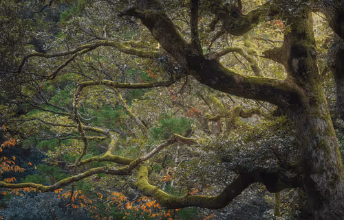 Magical Greens #2 / Through the light 