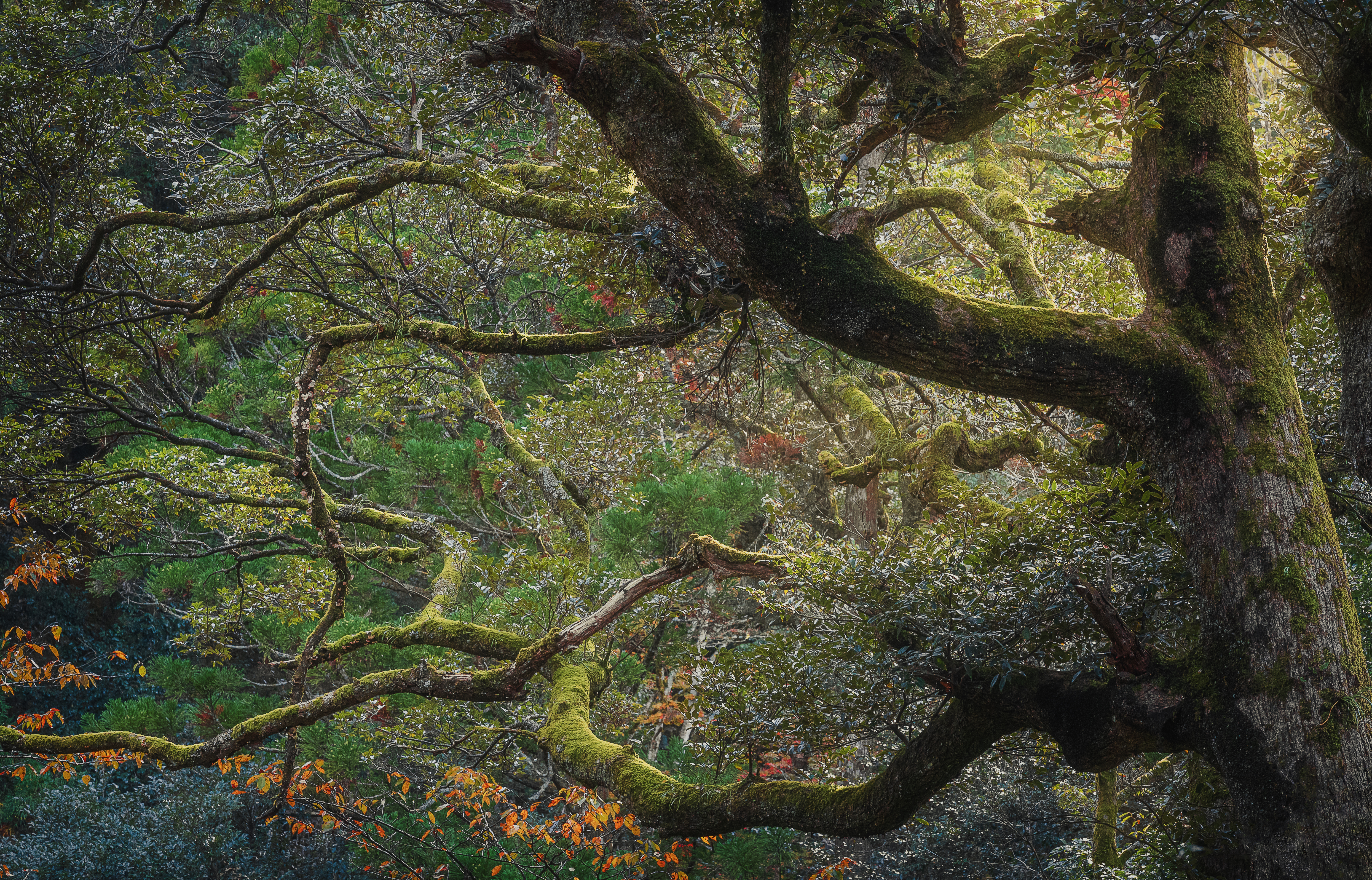 Magical Greens #2 / Through the light 