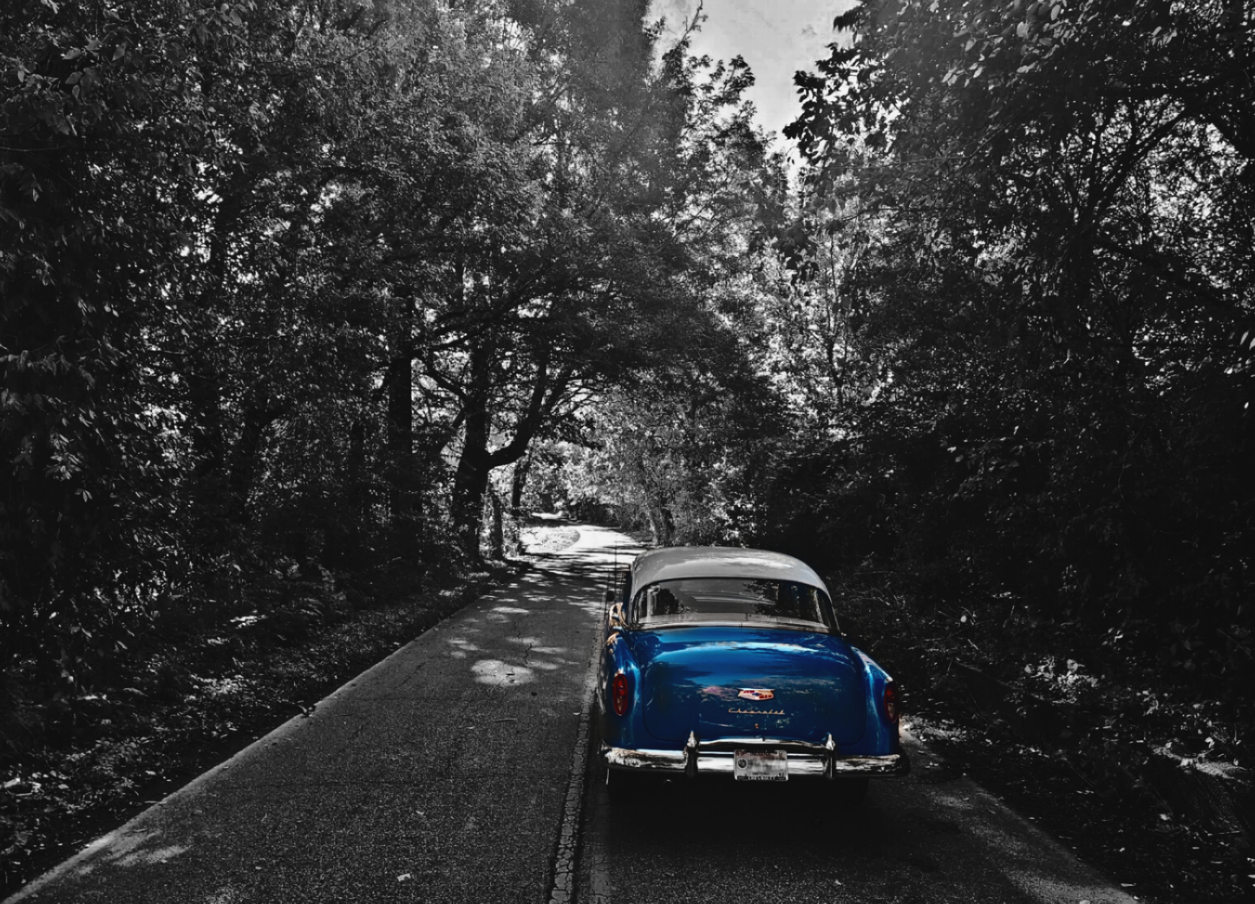 Tree Tunnel Drive 