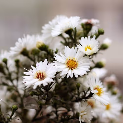 Flower #7