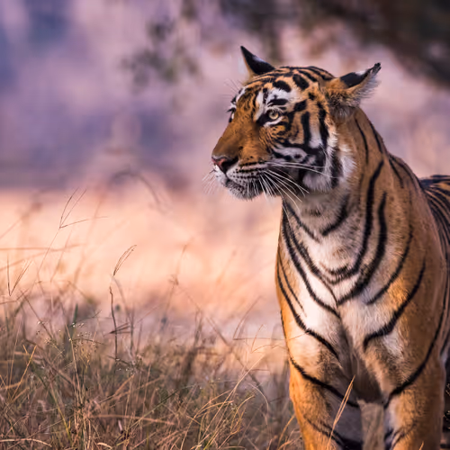 Tigress Hunter