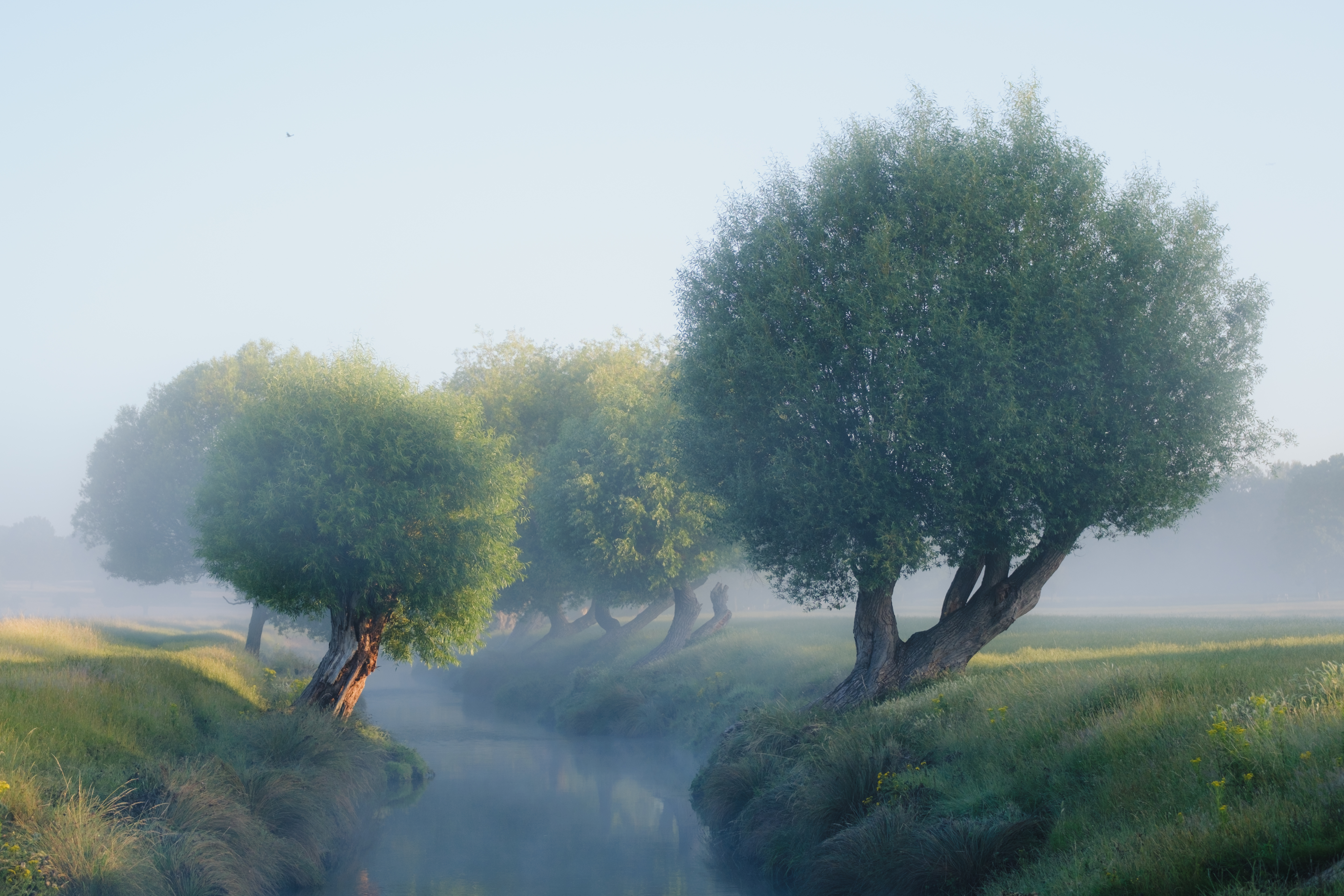 Morning Mist