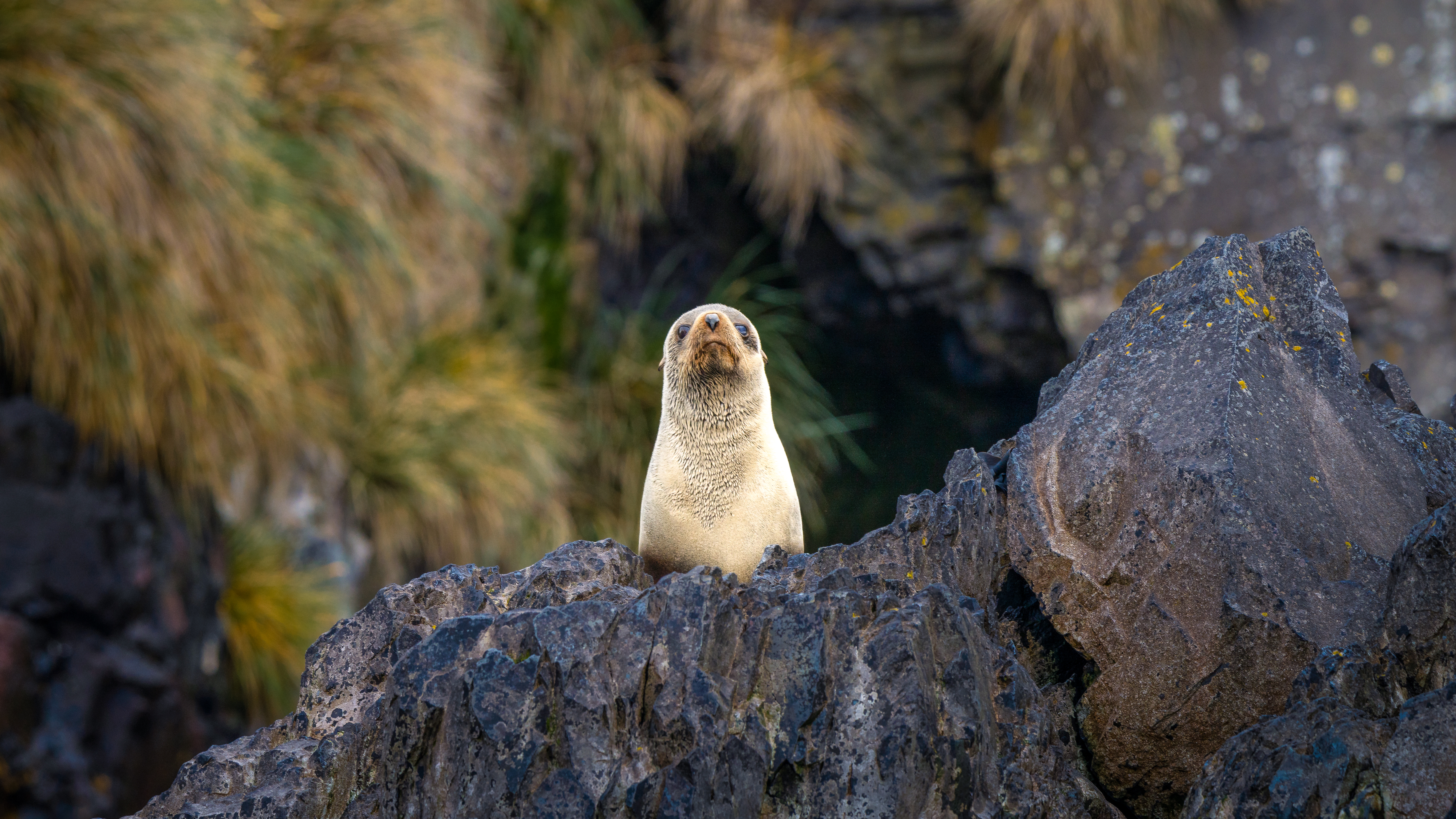 I Seal You Too