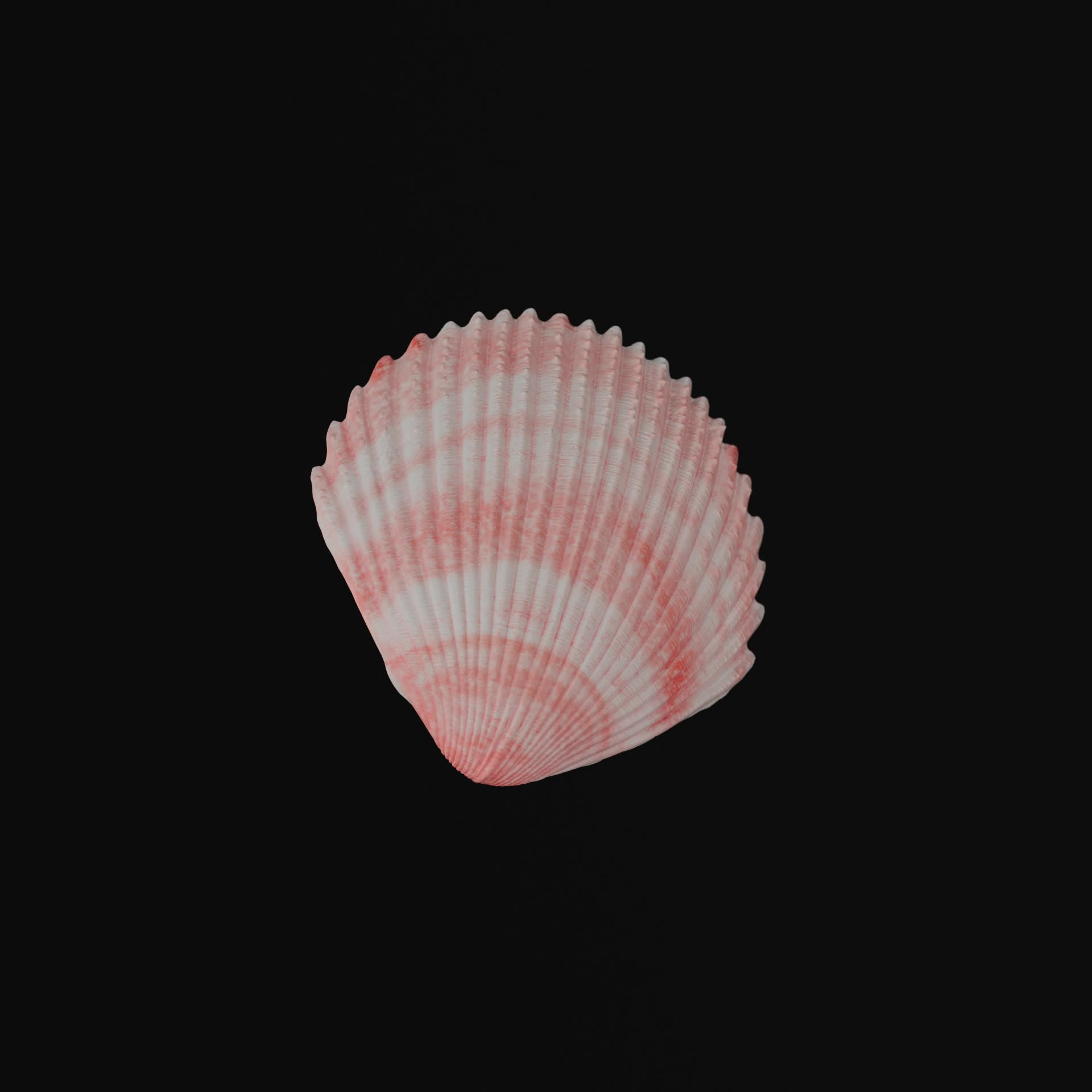 Shell from a trip to the beach #12/100