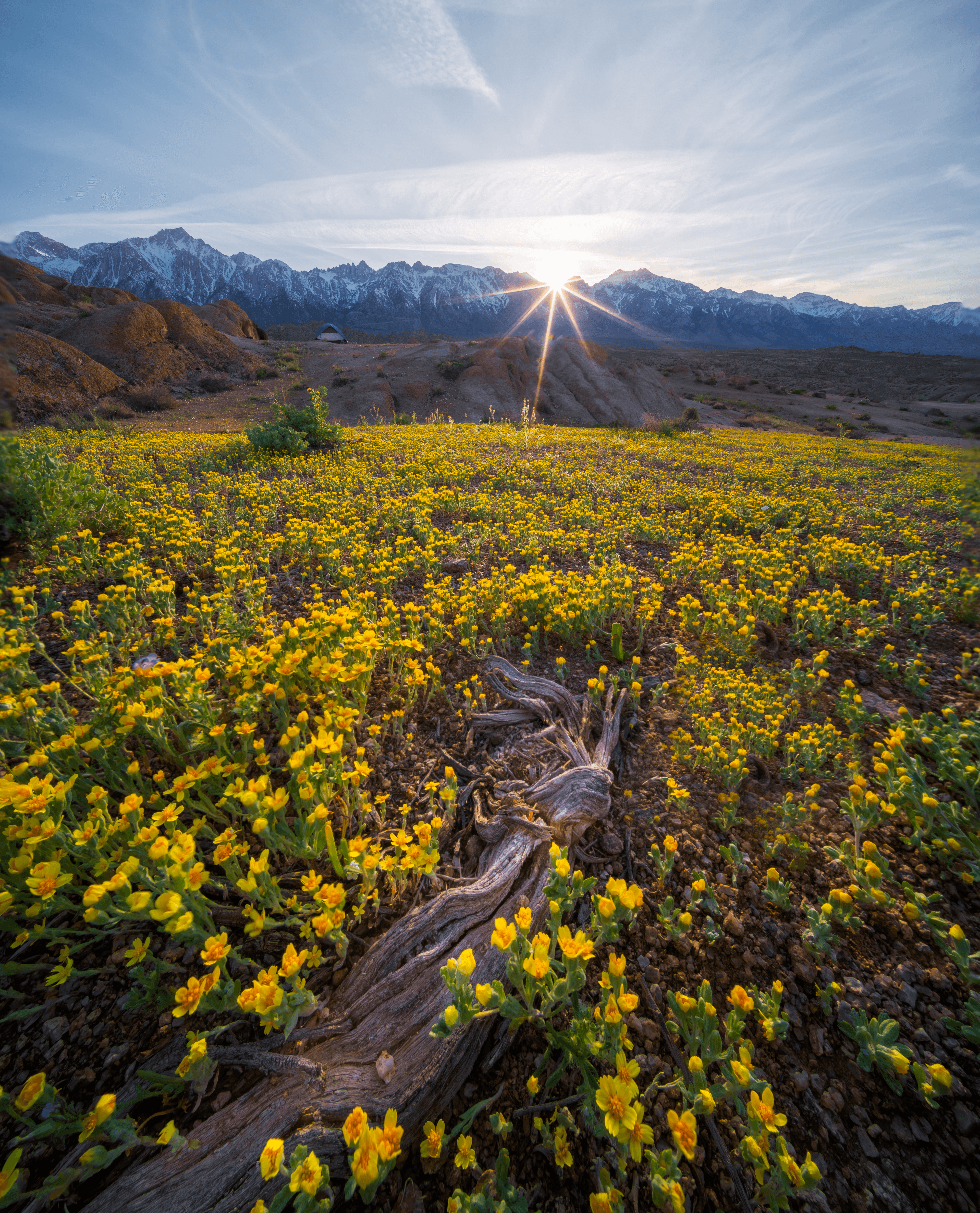 Star of the Flowering Hills