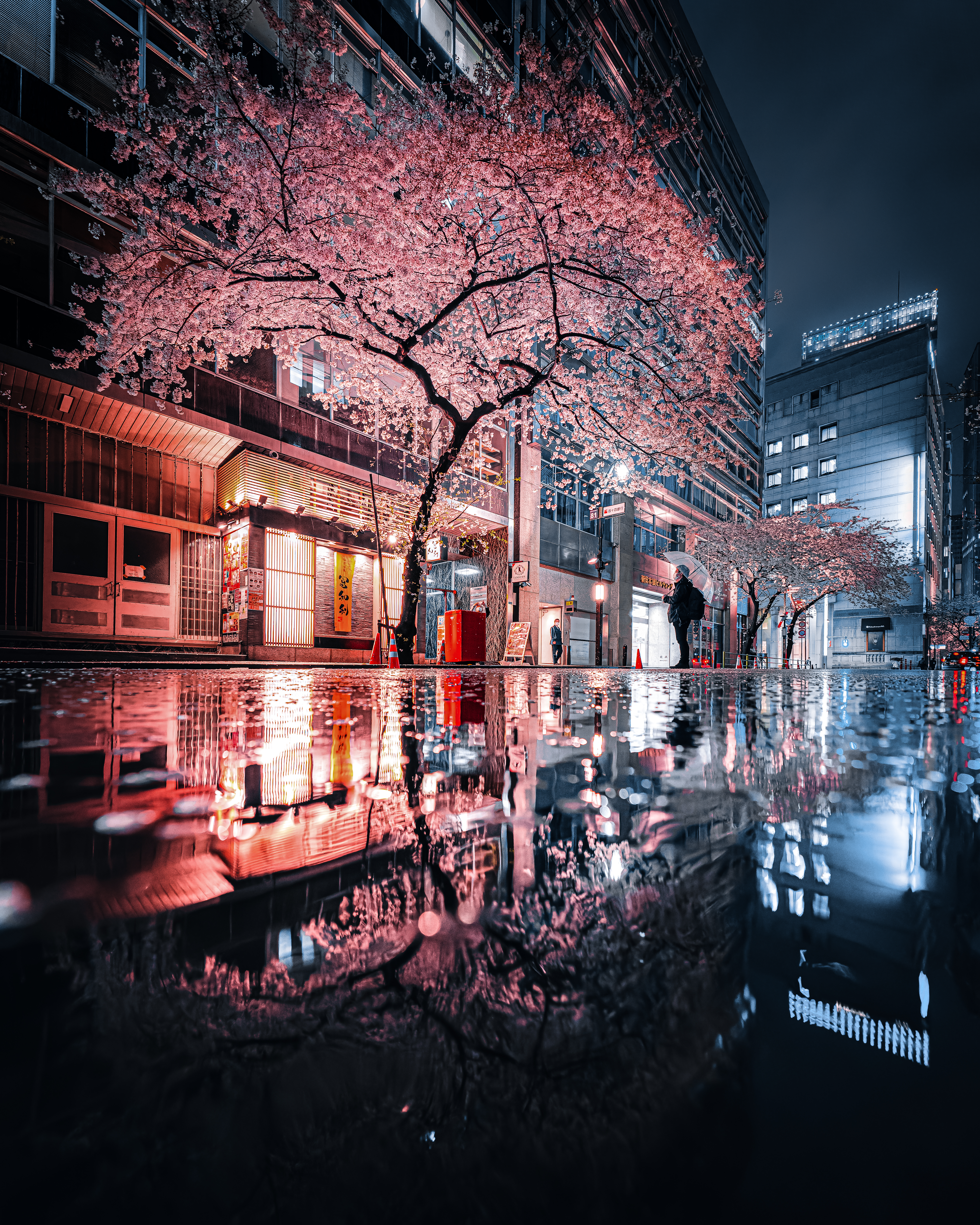 Sakura Reflection