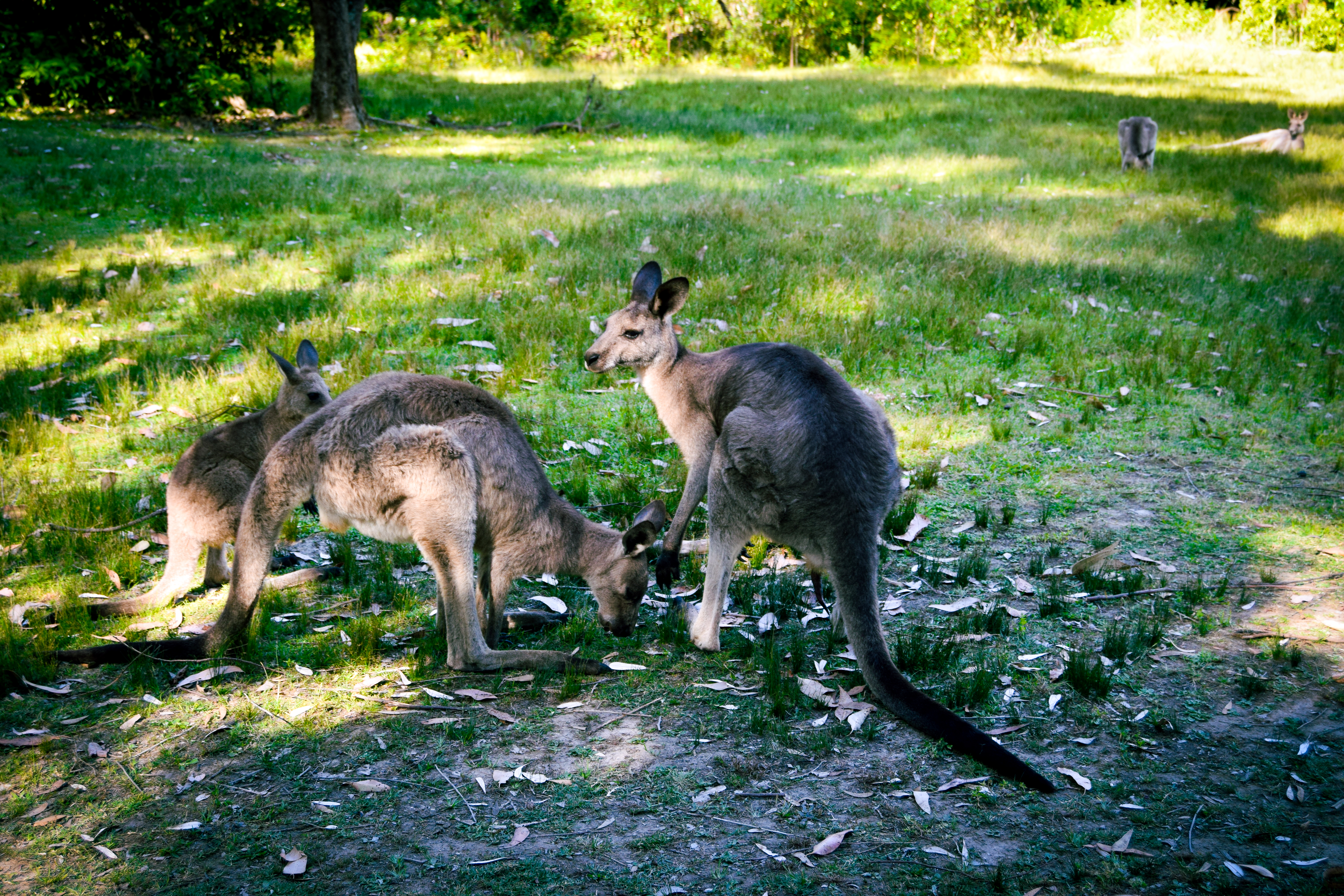 Wild Australia #3