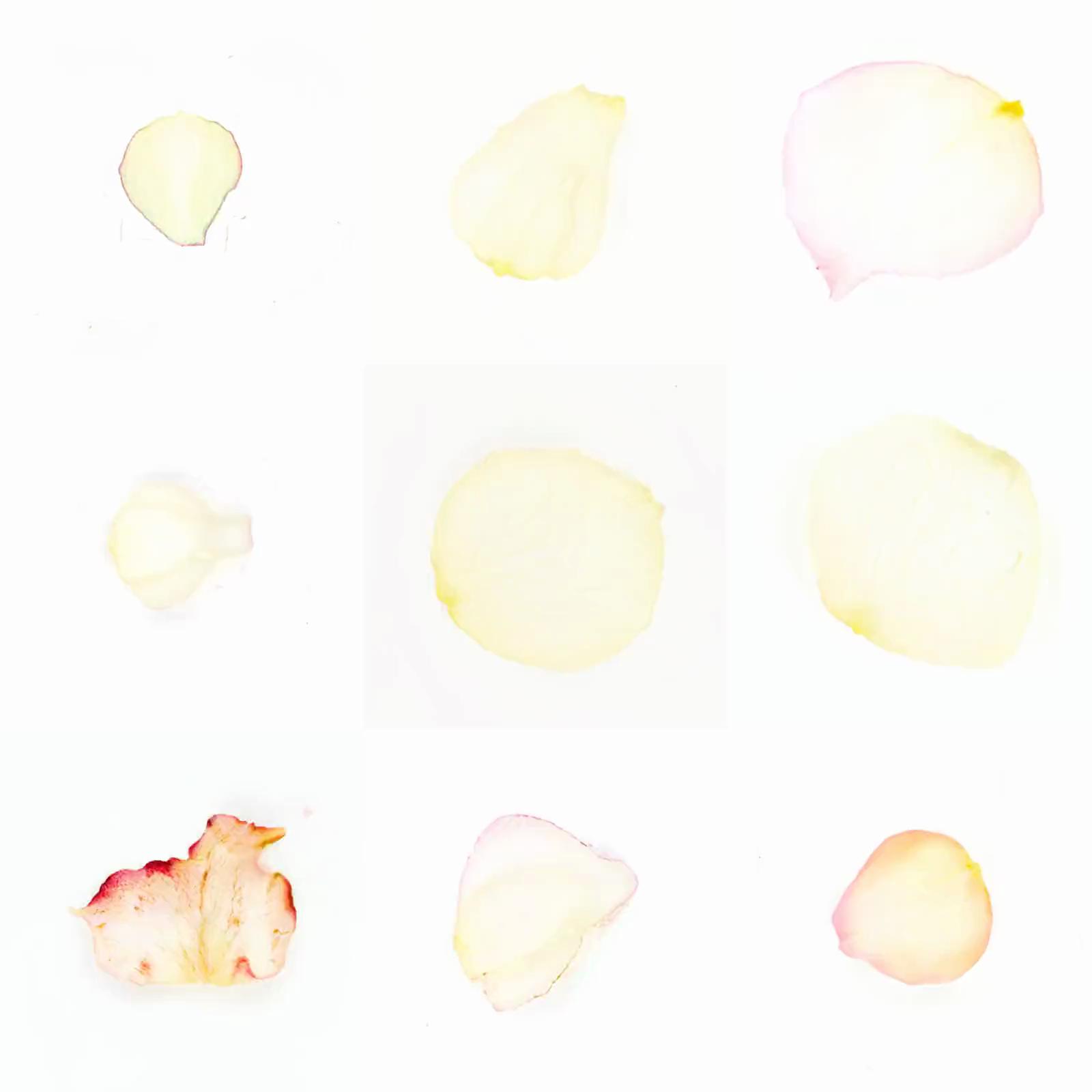 Infinite Petals 3x3#3107