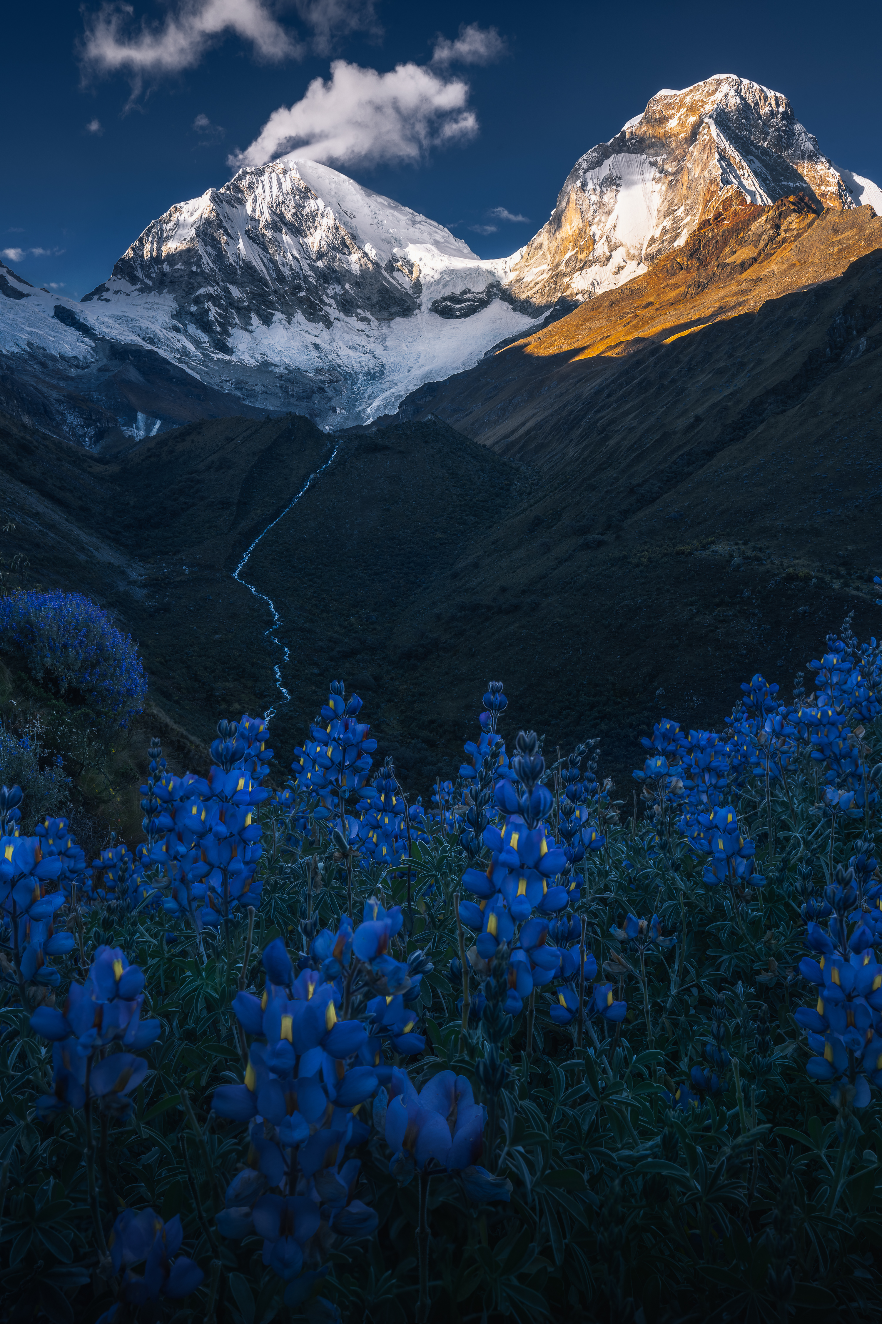 Wilderness to Blockchain #60 - In bloom