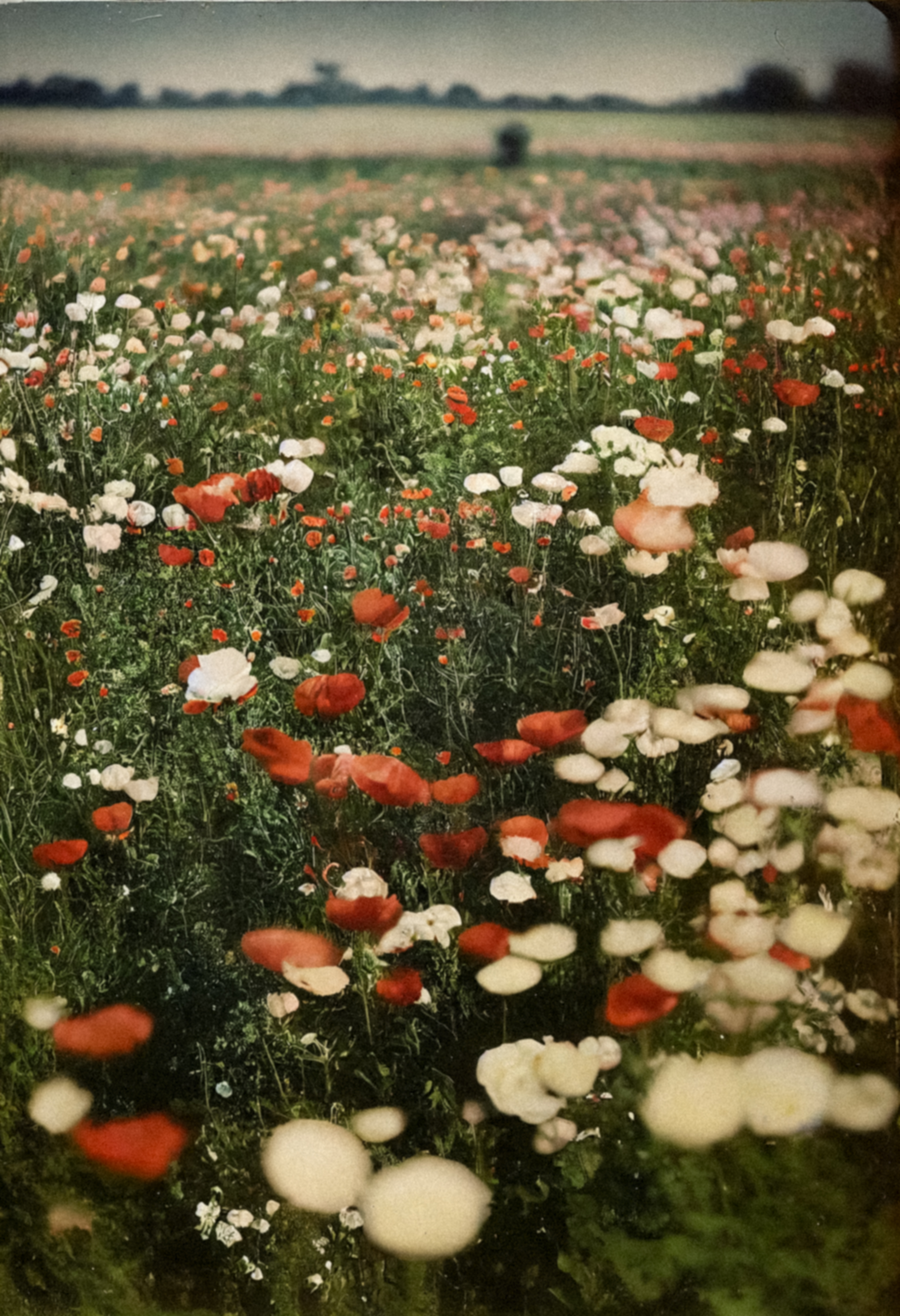 Poppy, Autochrome, 1919