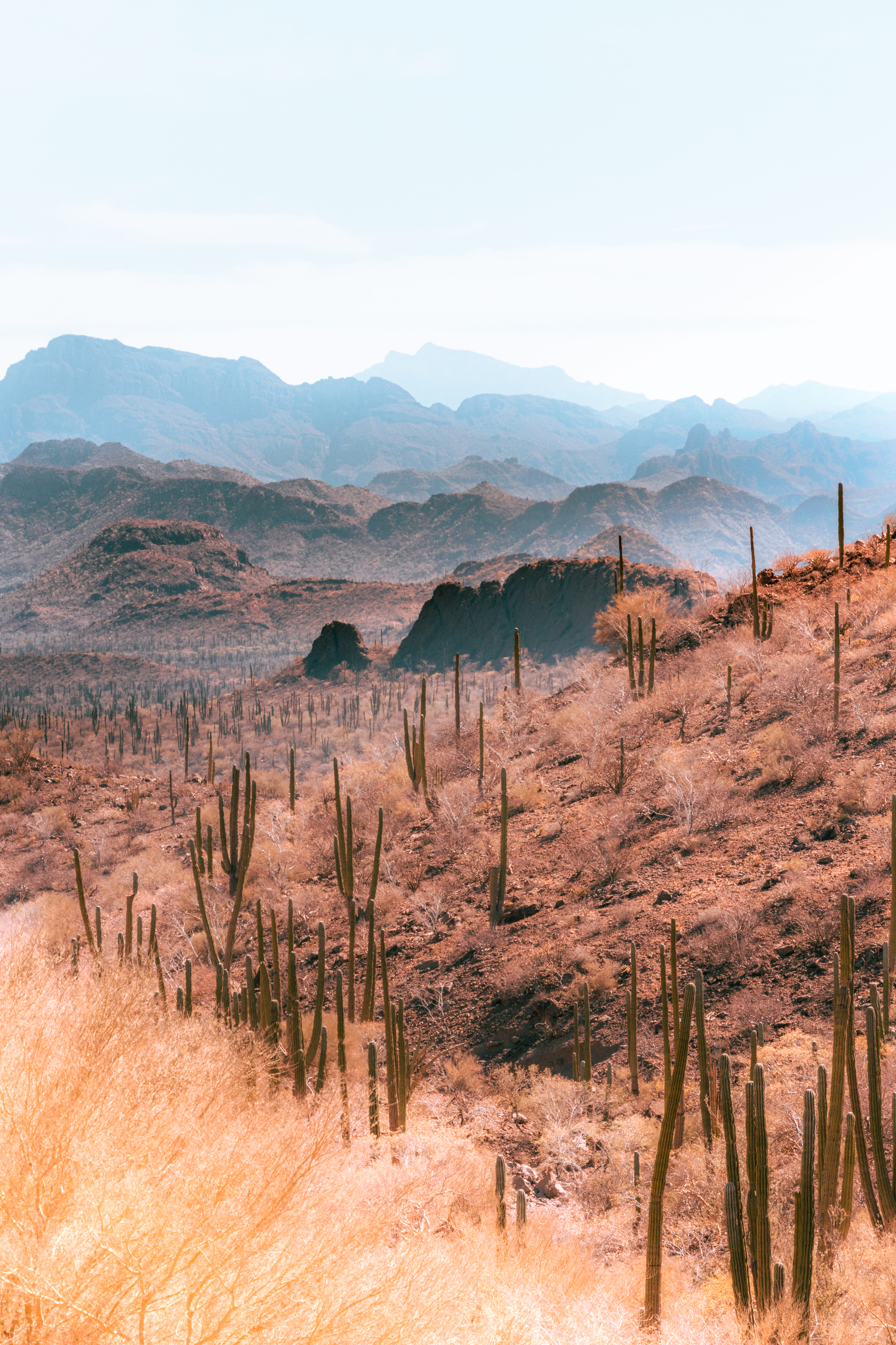 Land of Cacti