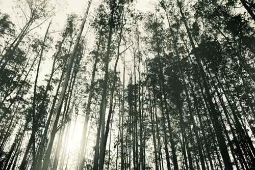 Lonely woods