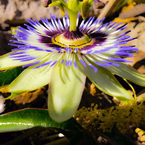 passa flora