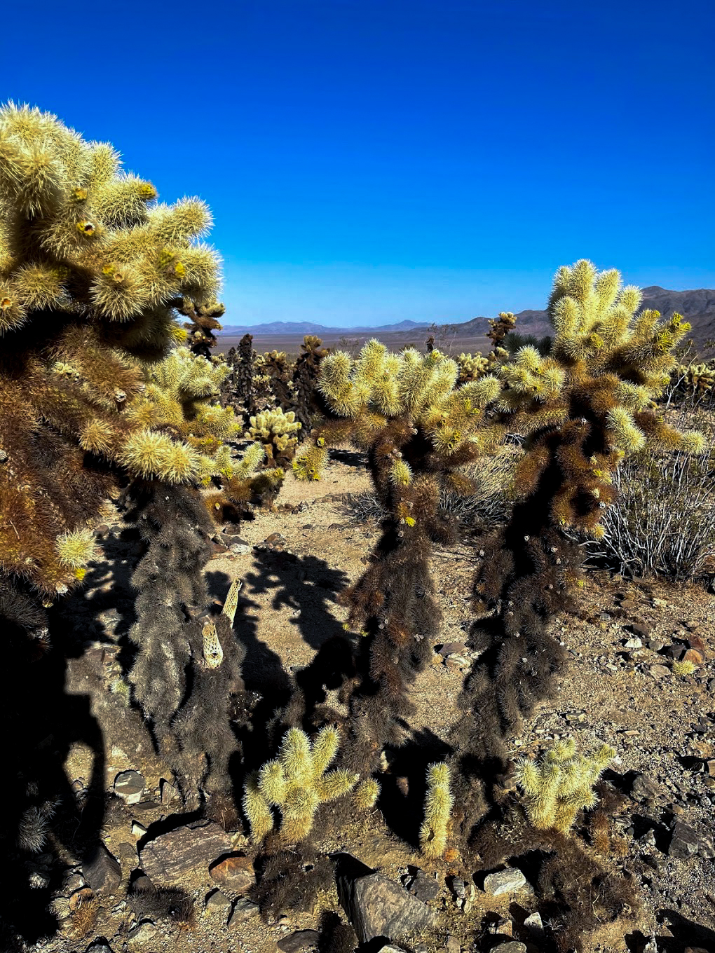 Cactus Tree Party