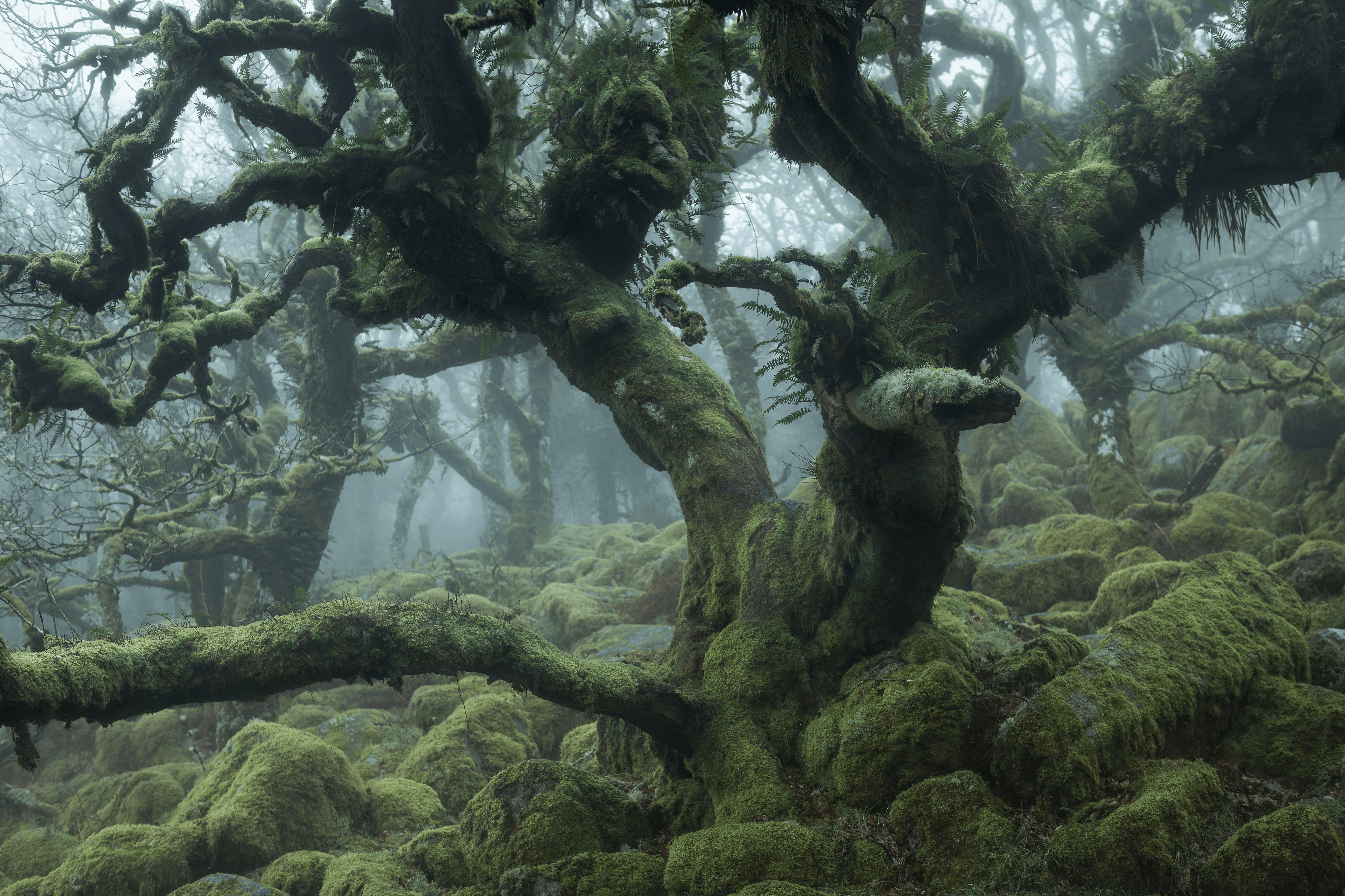 MYSTICAL XXIX (TANGLED)