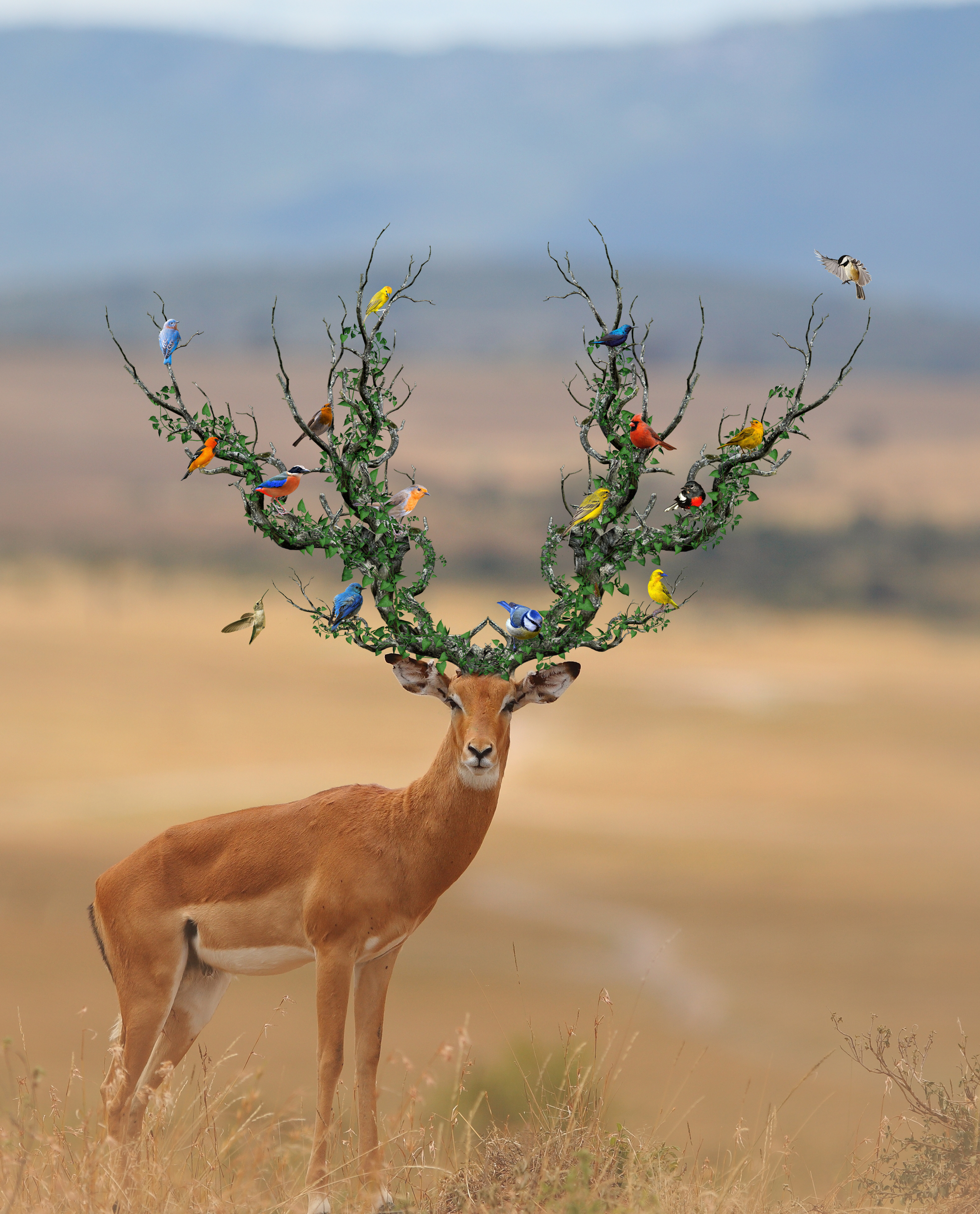 Deer