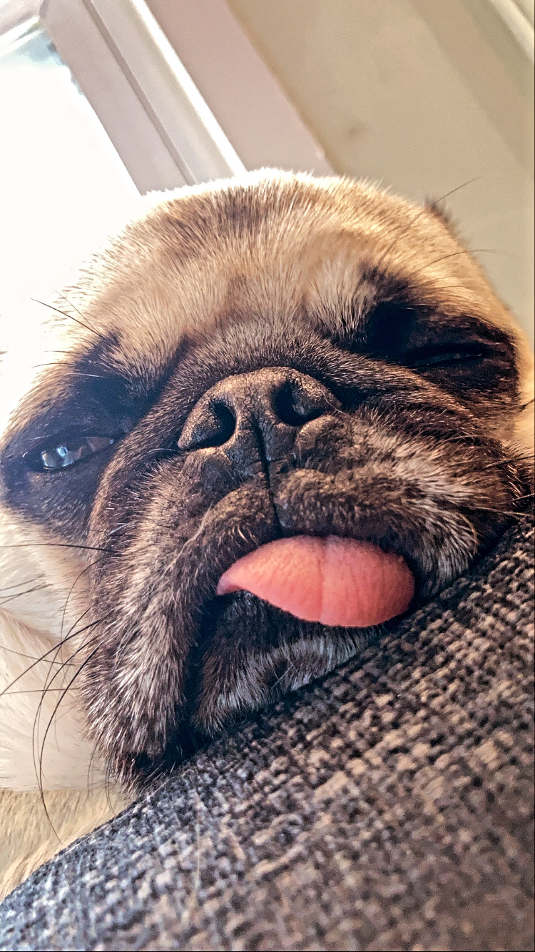 Pudgy Pug