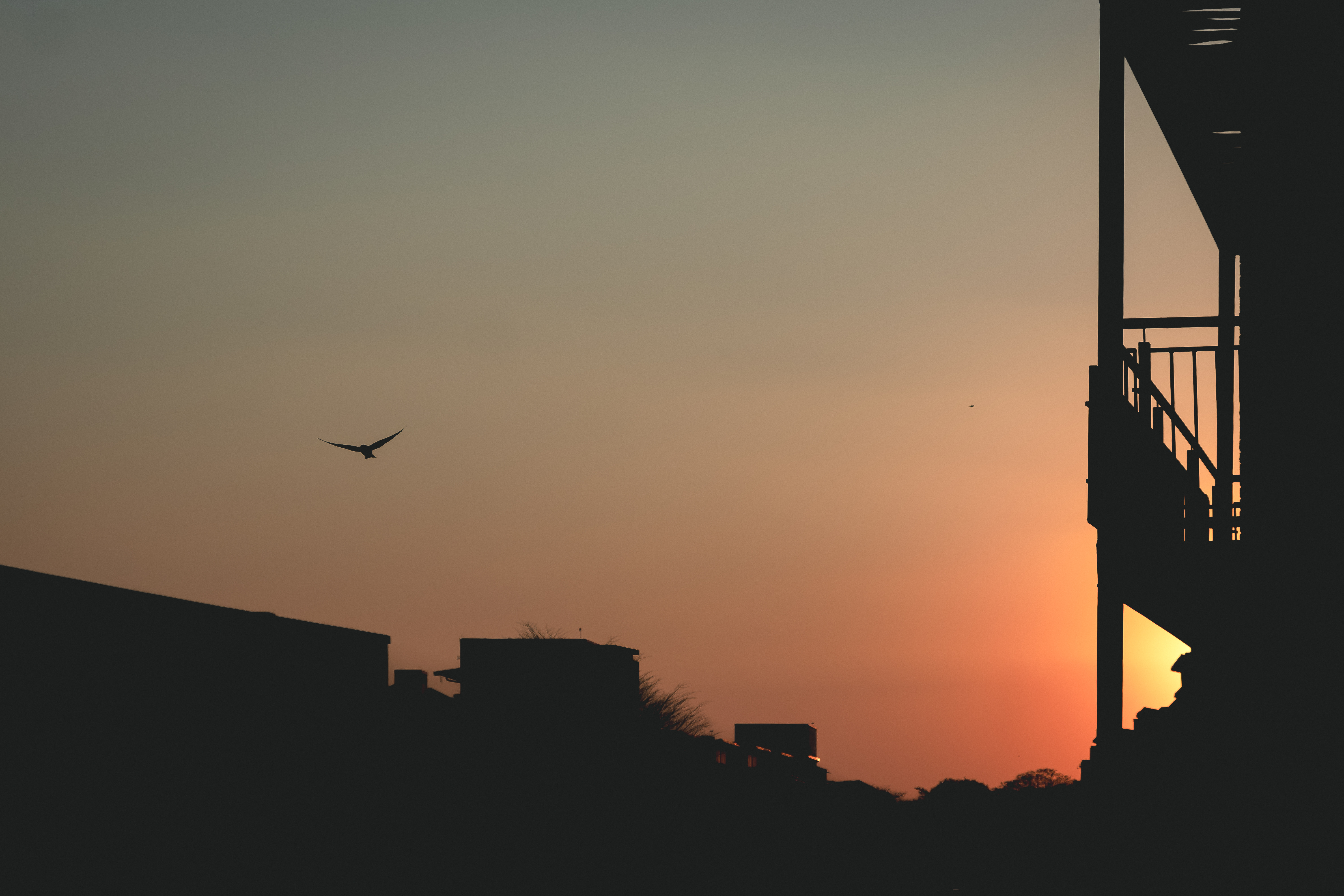 Free bird #8/15