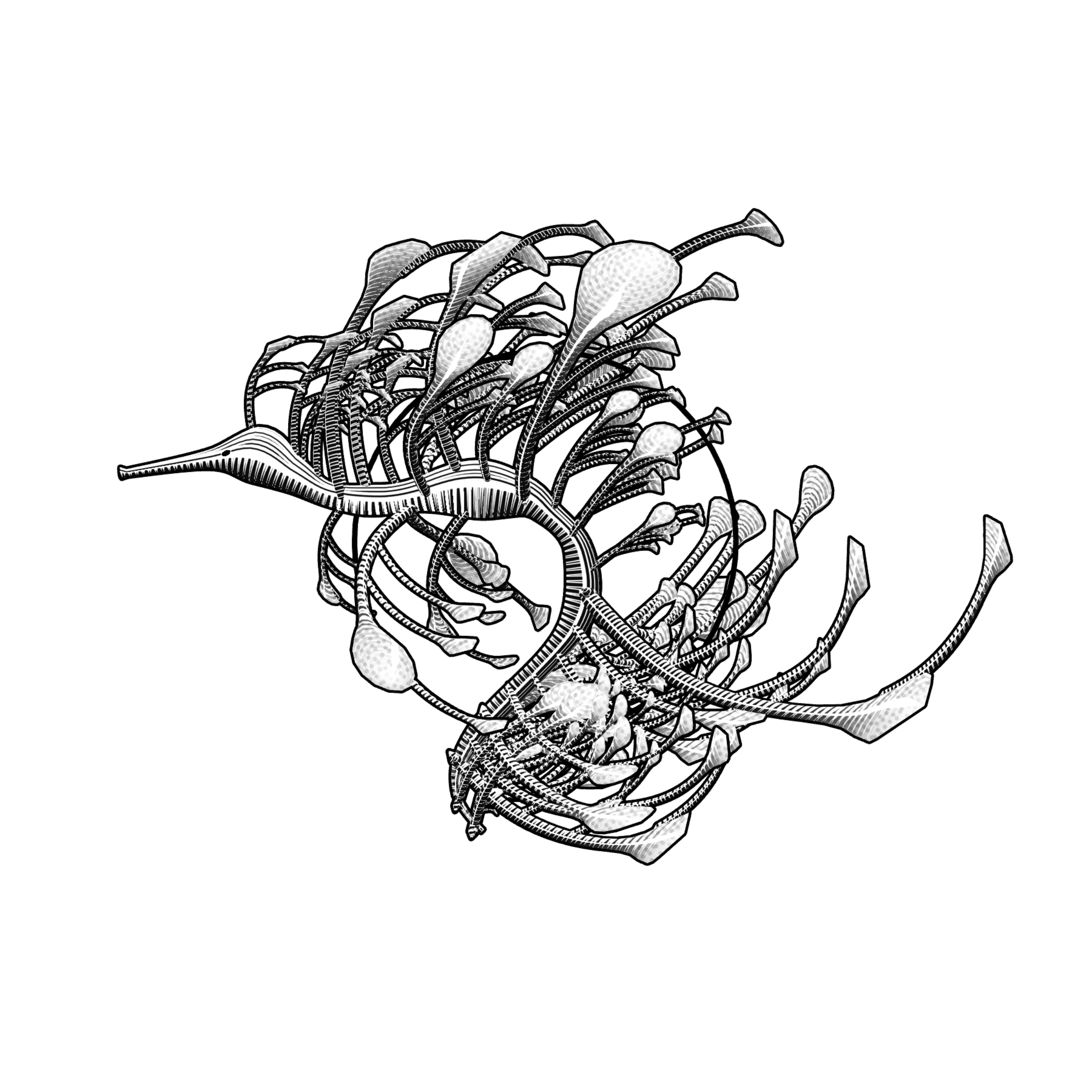 Seadragons #923