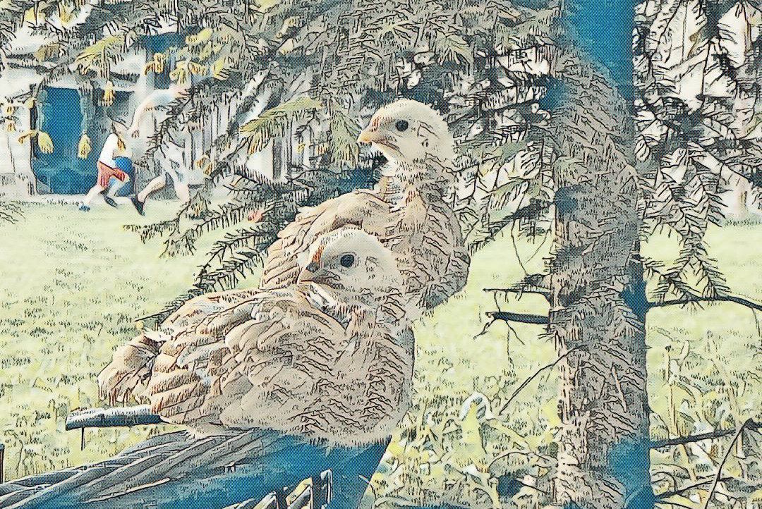 Birds