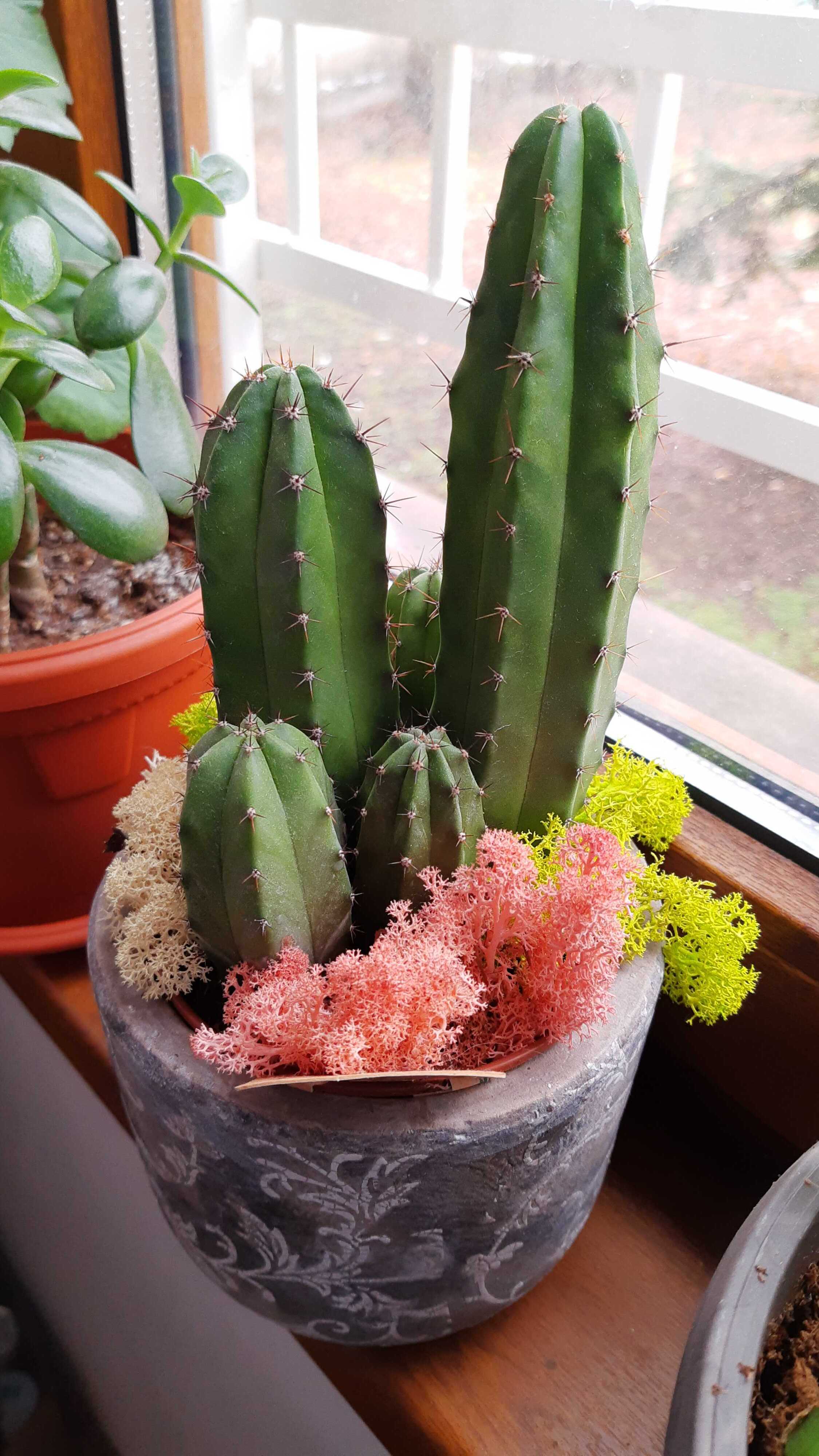 Cactus