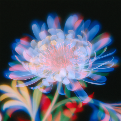 Spectral Chrysanthemum