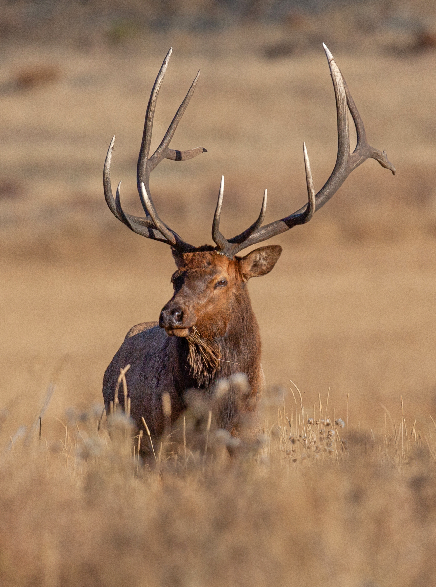 Balance #31 Elk