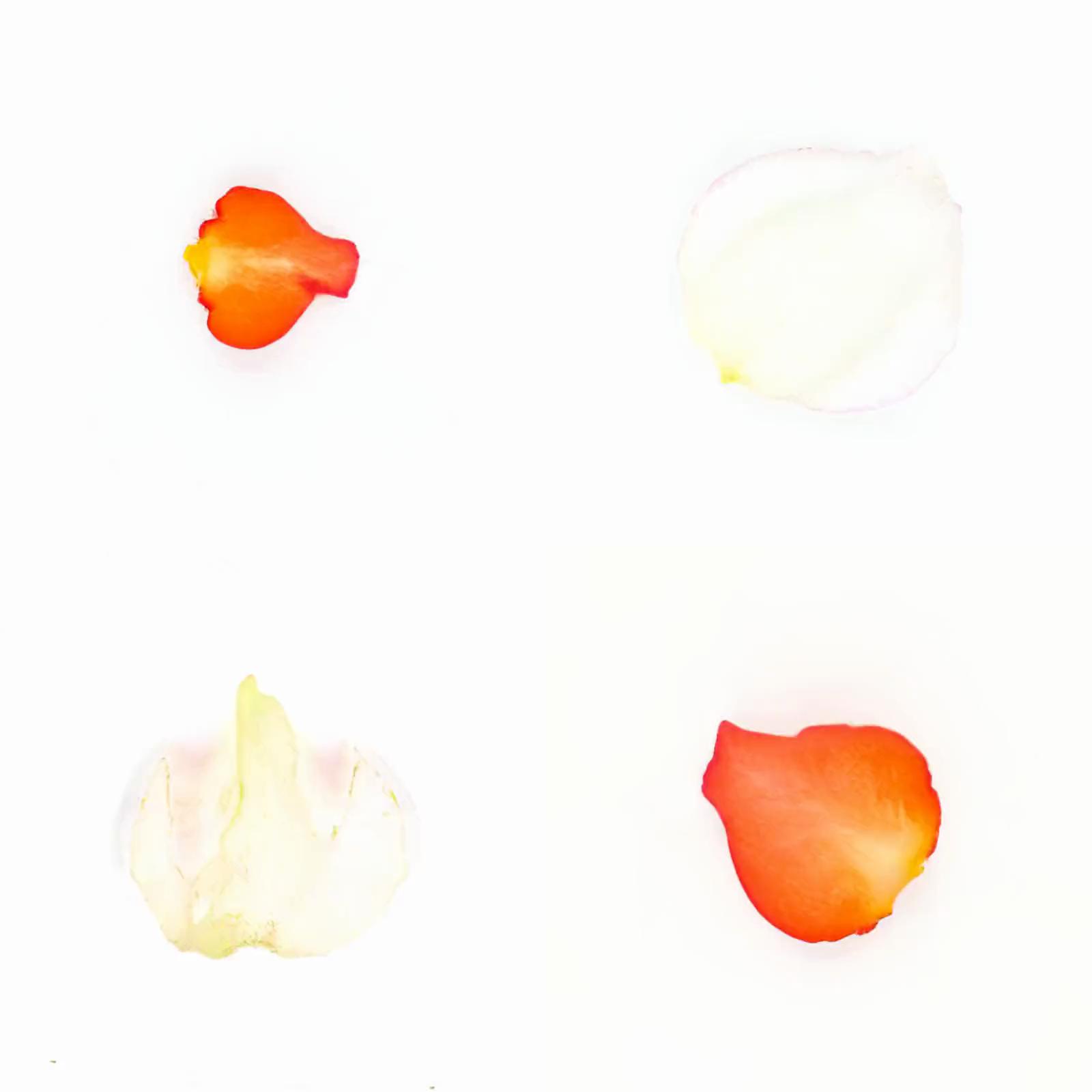 Infinite Petals 2x2#4035