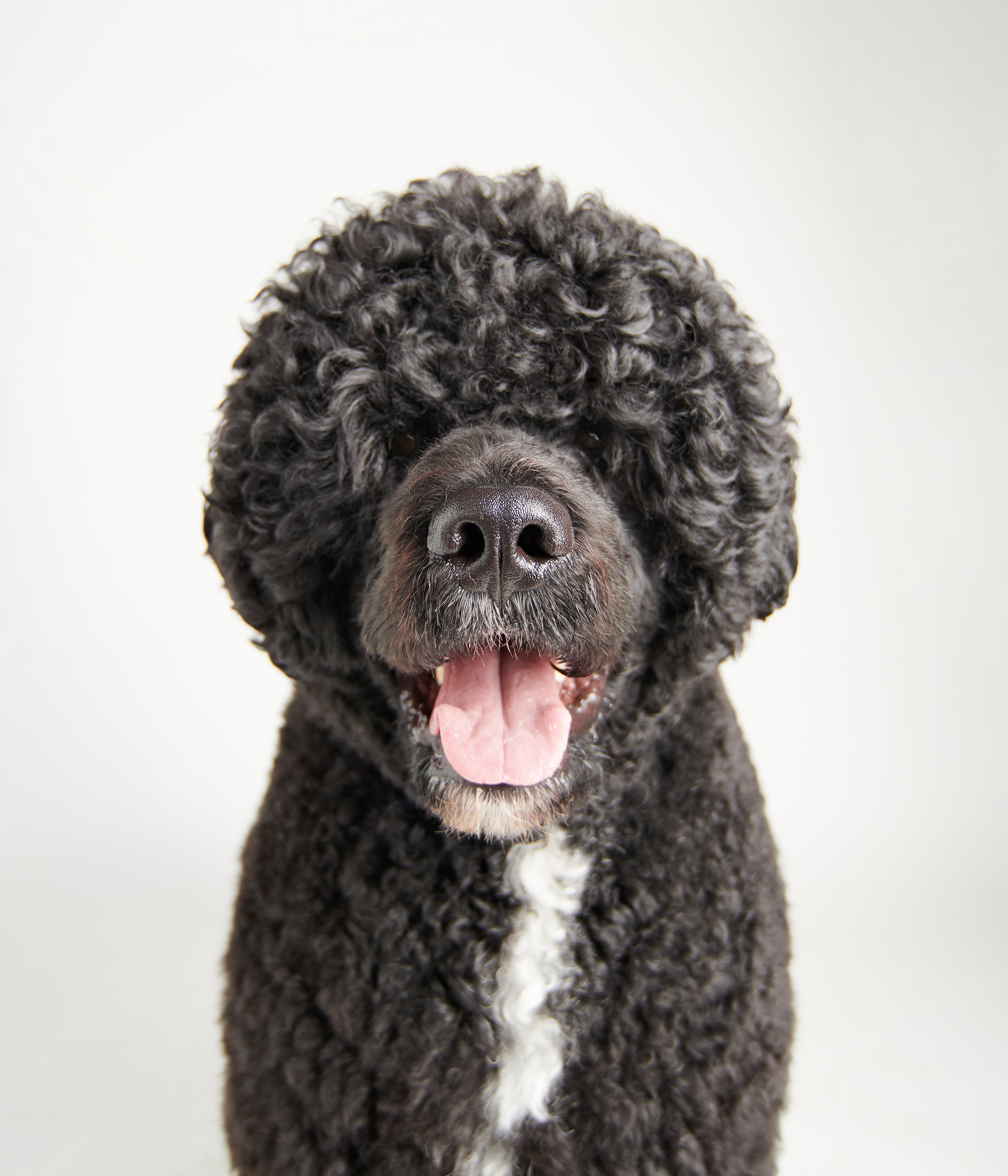 Portuguese Water Dog #DA113