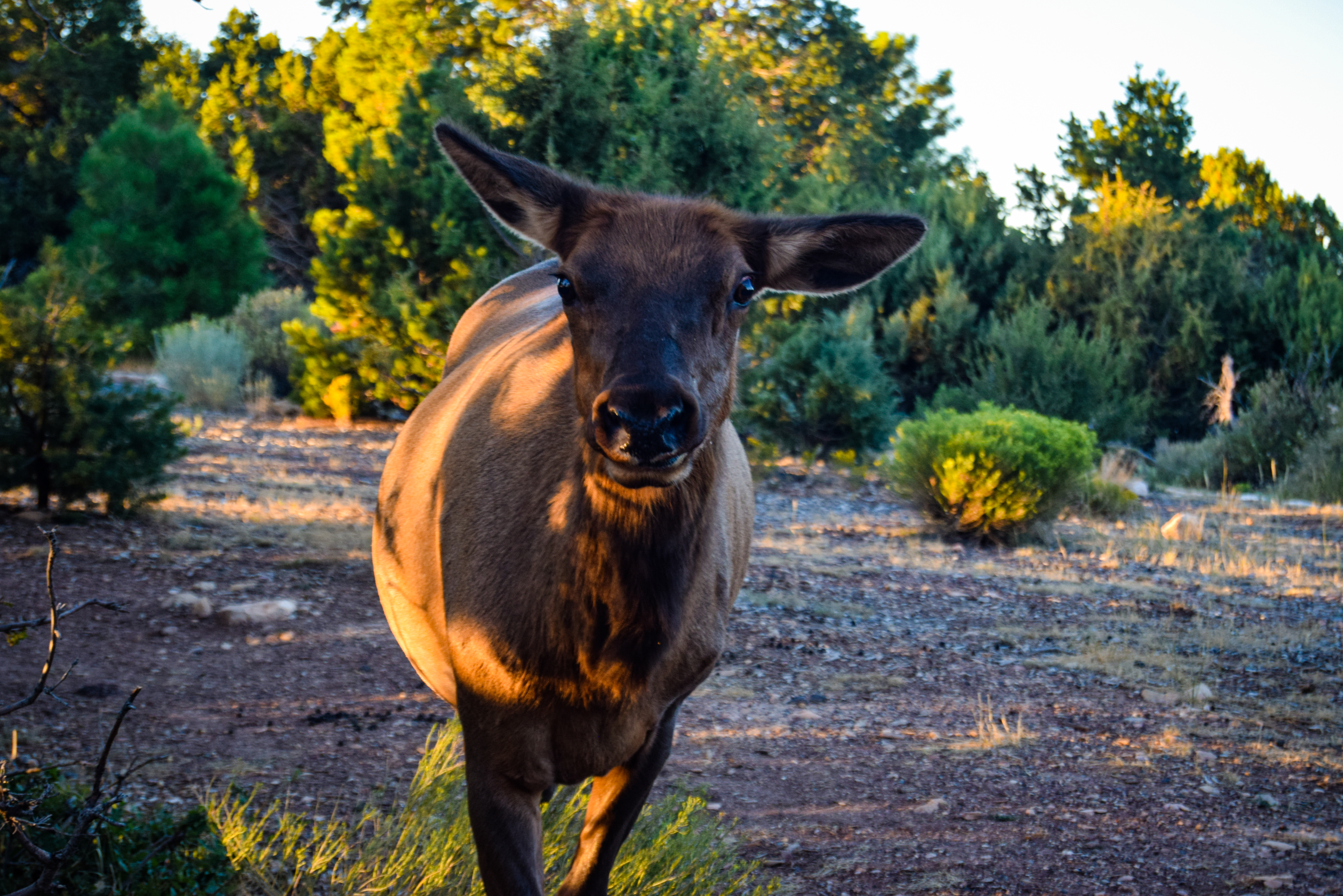 Moose said Move it
