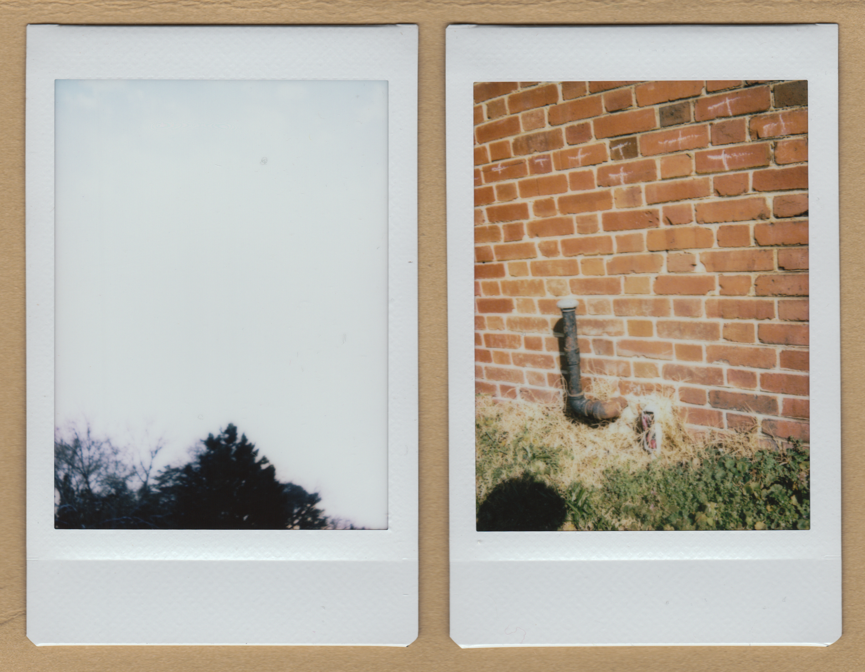 Two Trees