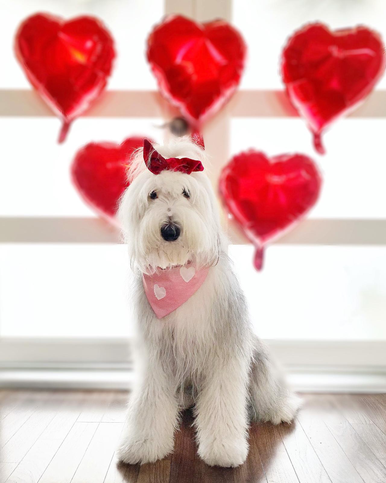 Lovely Dog