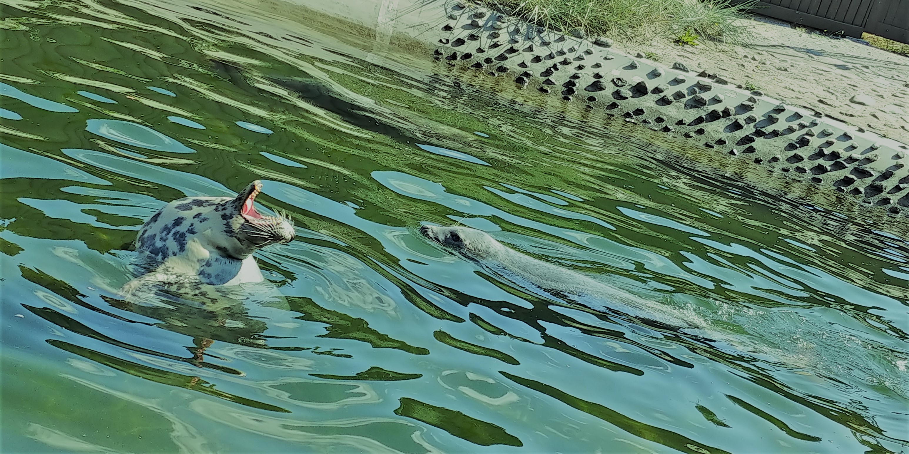Seals