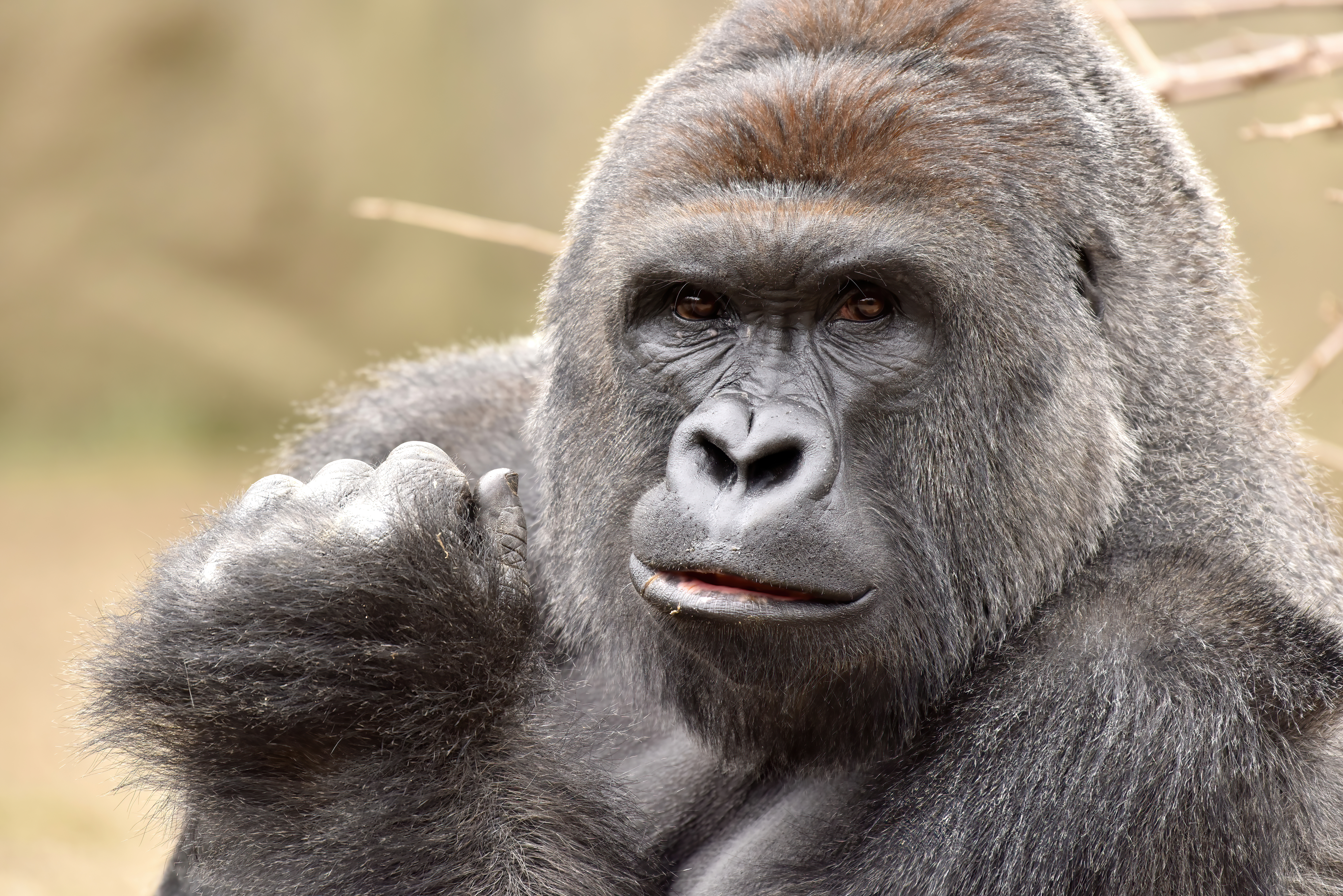 HARAMBE: LEGENDS #206